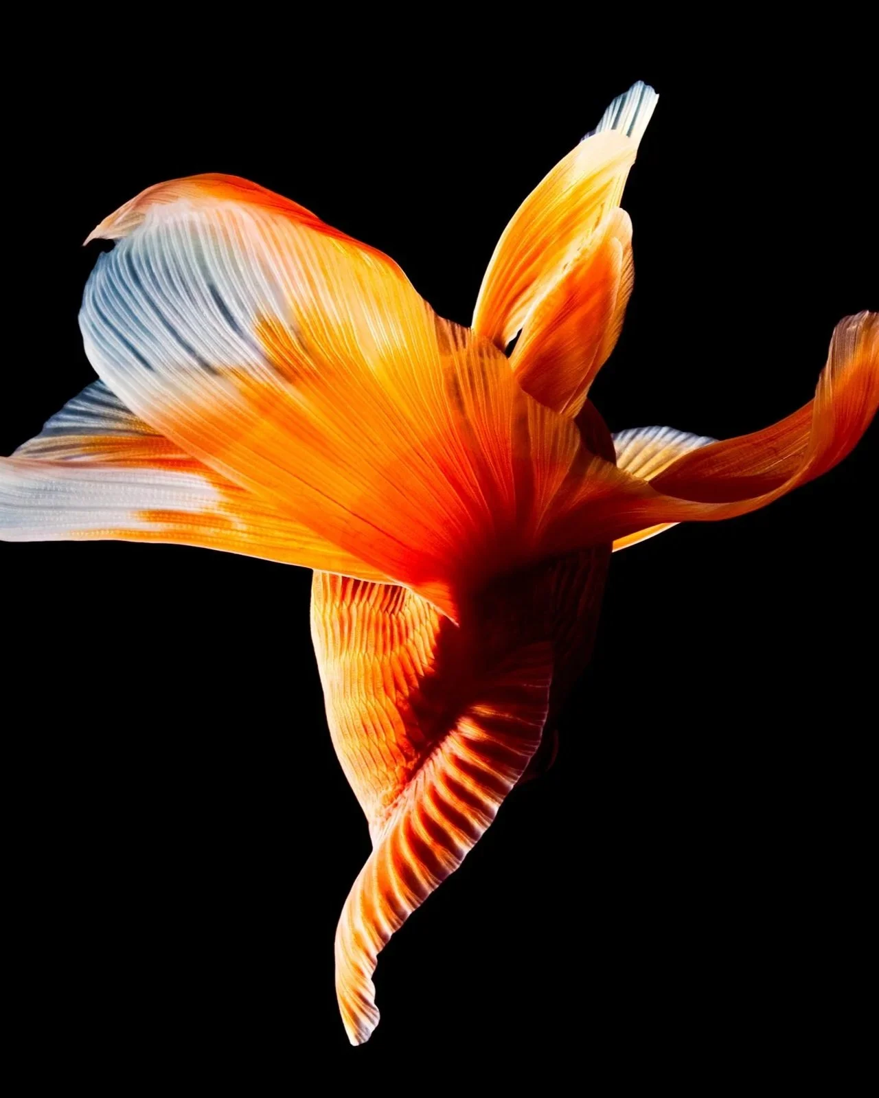Ballerine_1600px.jpg