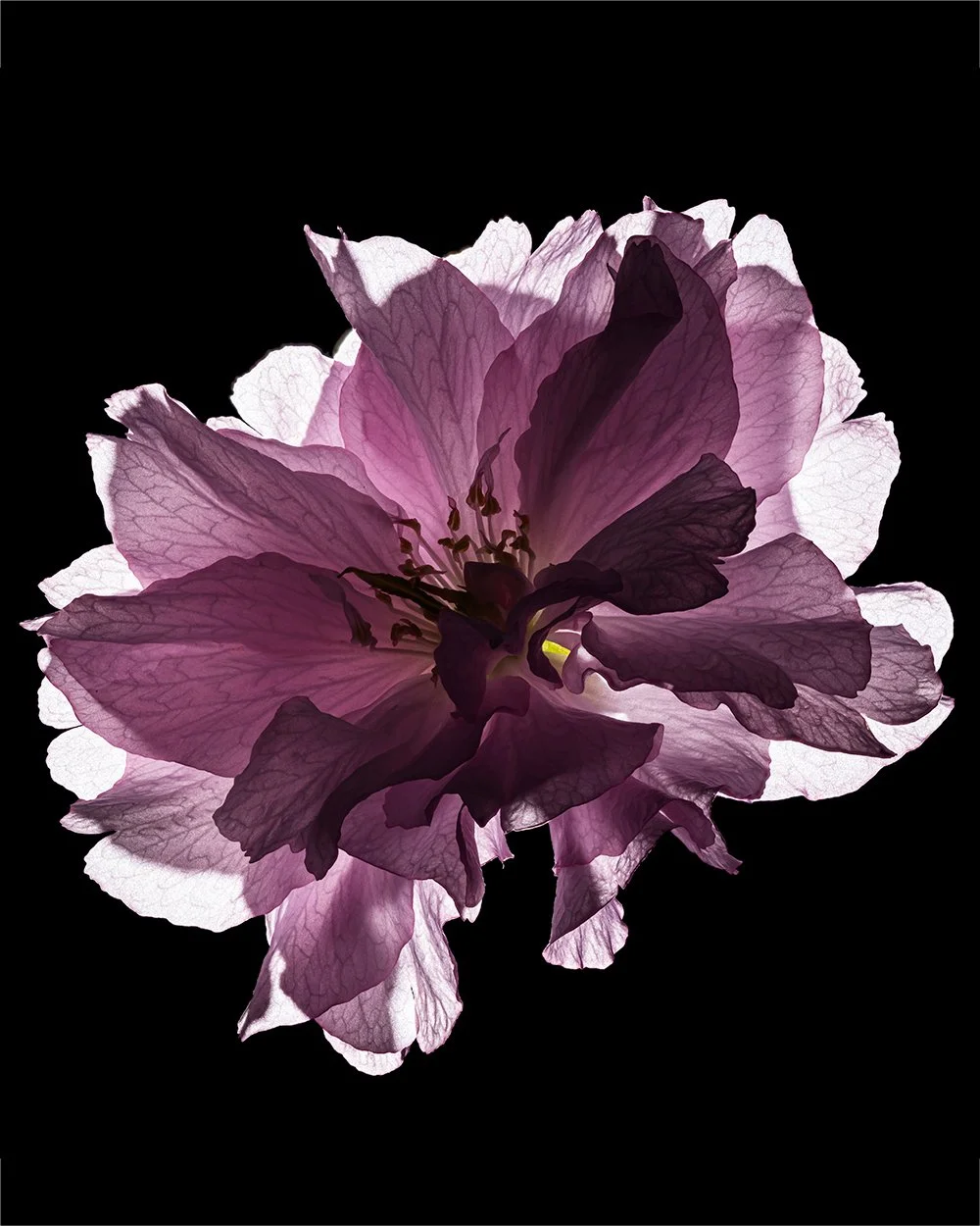 Flower-1-1_web.jpg