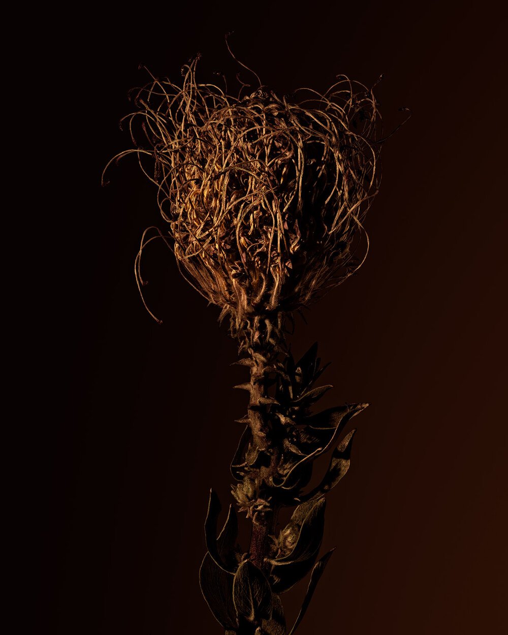 DryFlower1_web.jpg