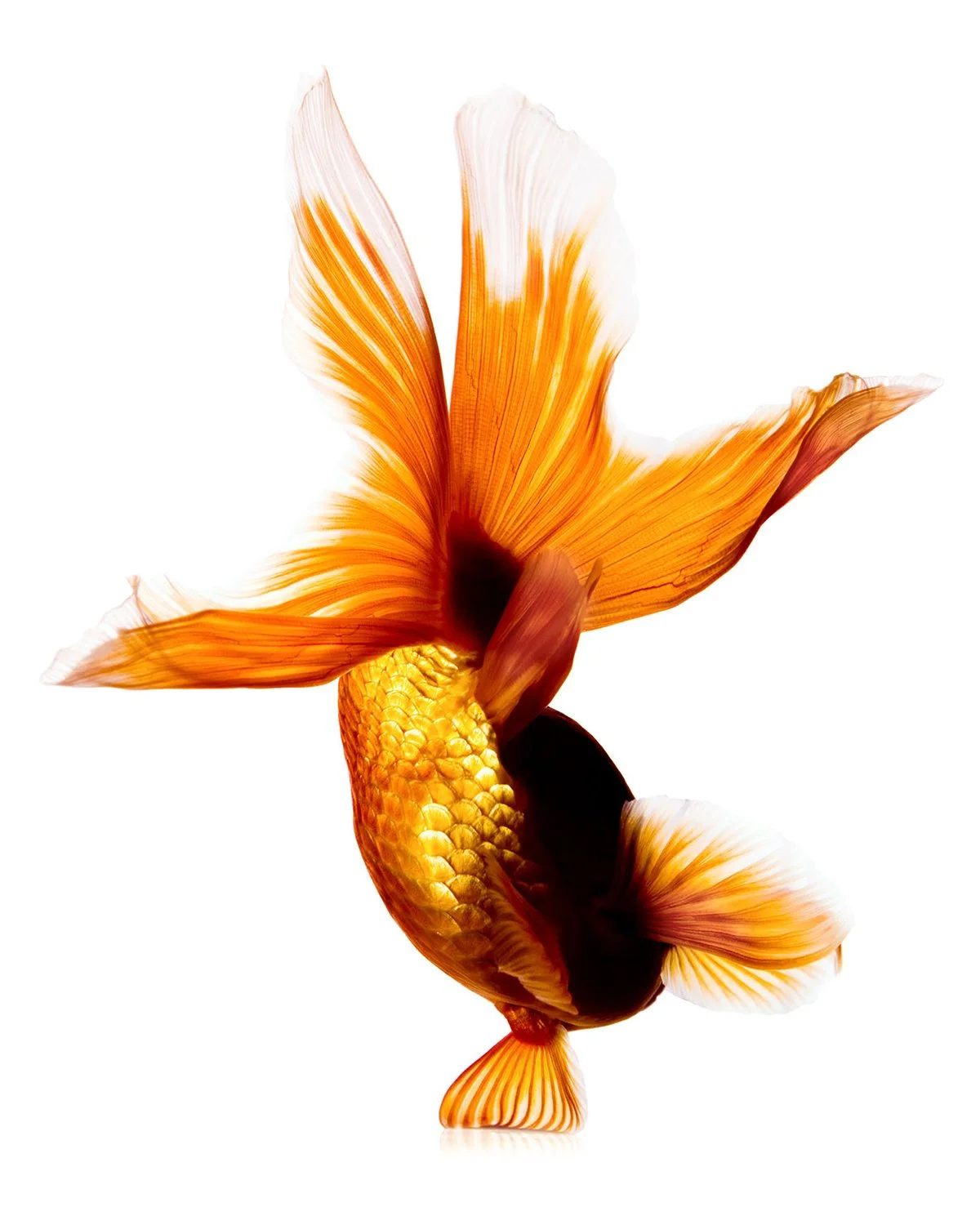 Equilibrium_12x15px.jpg