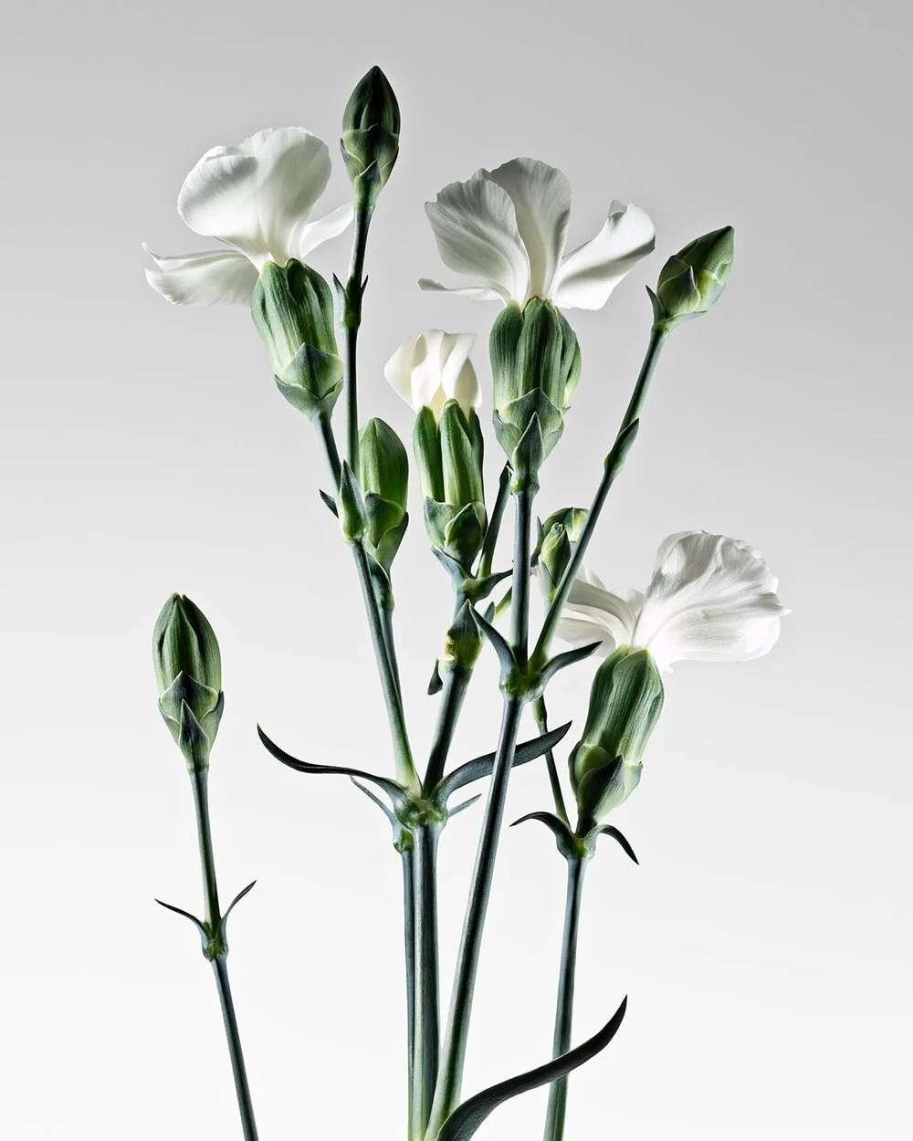 Flower4_Master2-2_web.jpg
