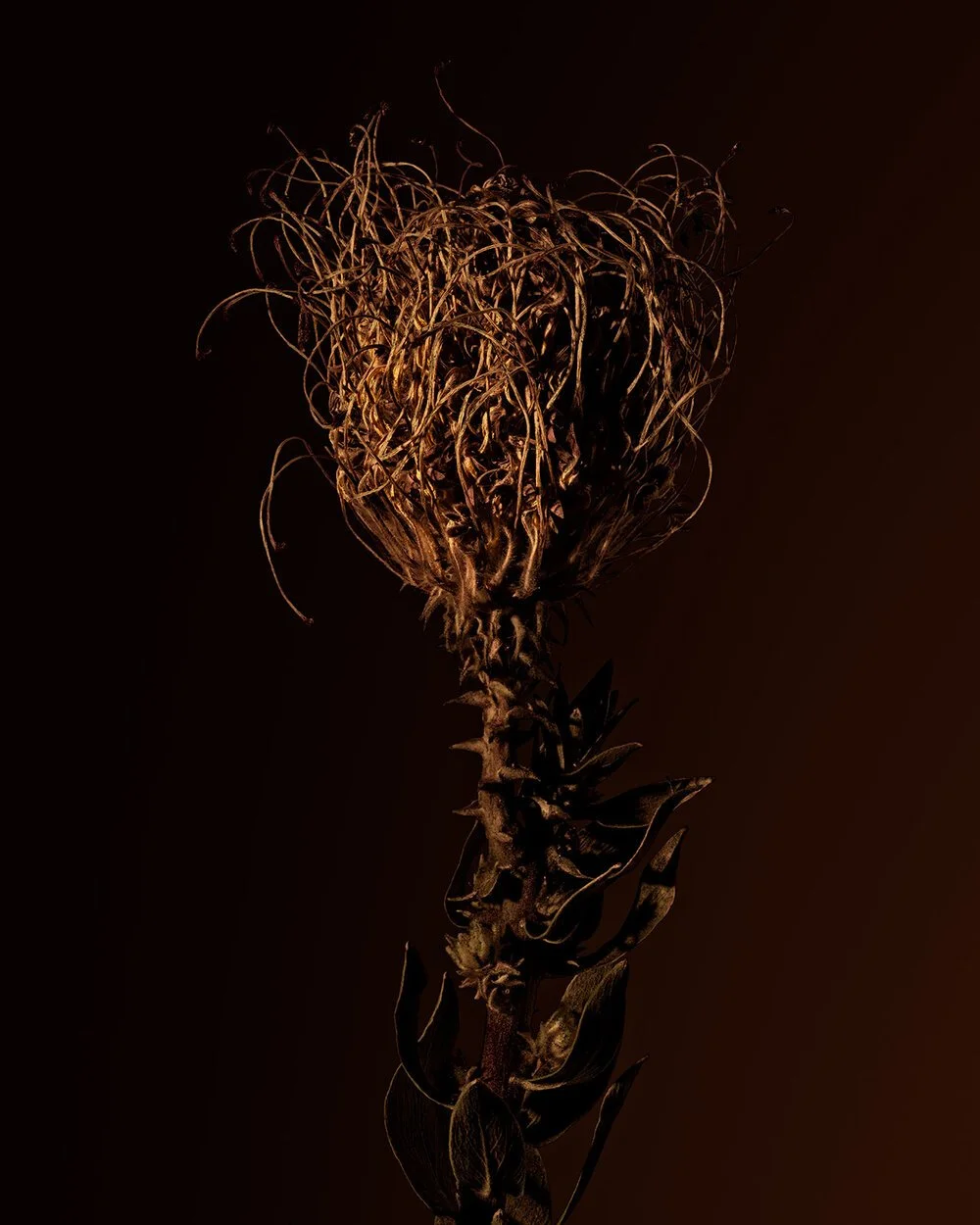 DryFlower1_web.jpg