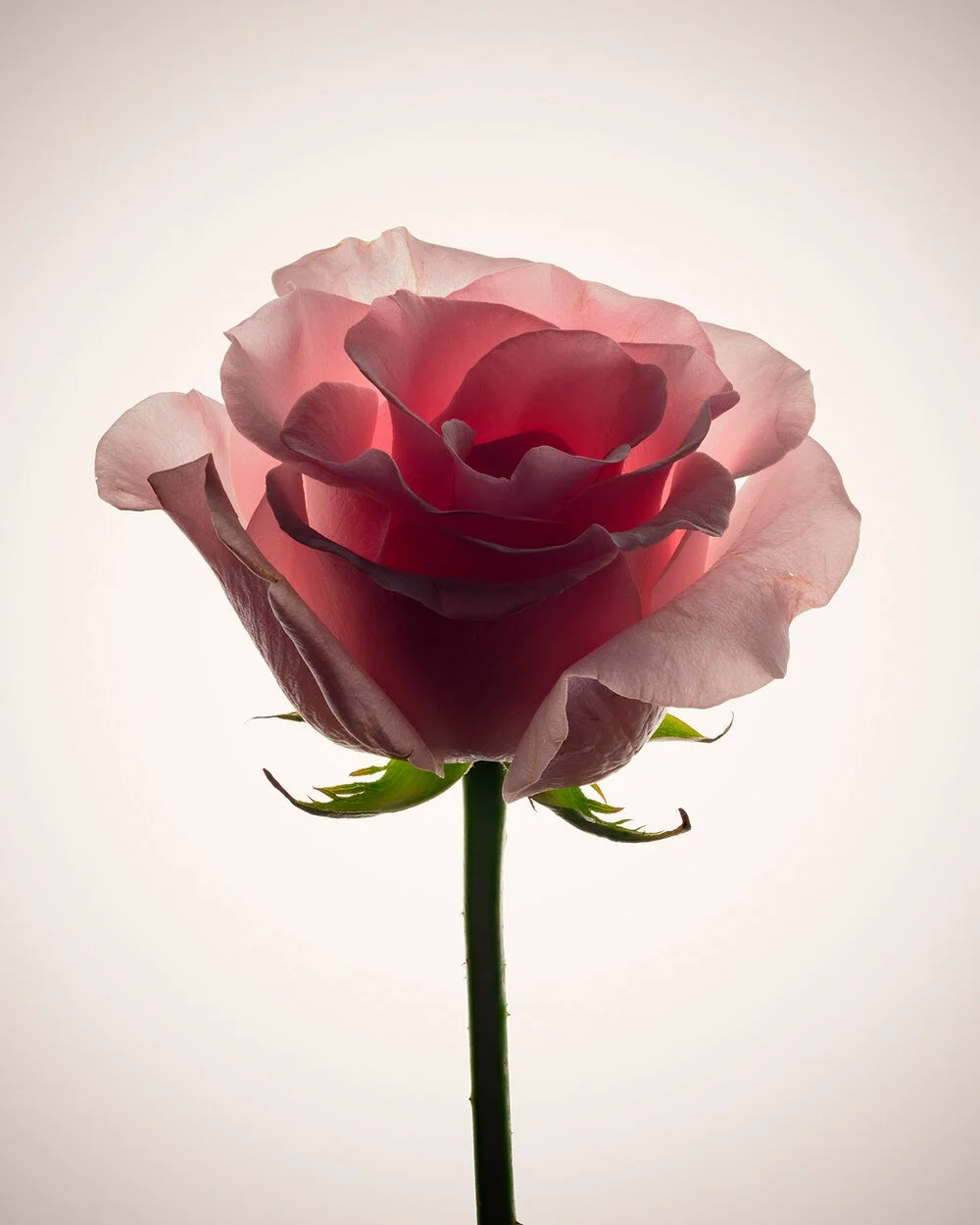 Rose1_Web.jpg