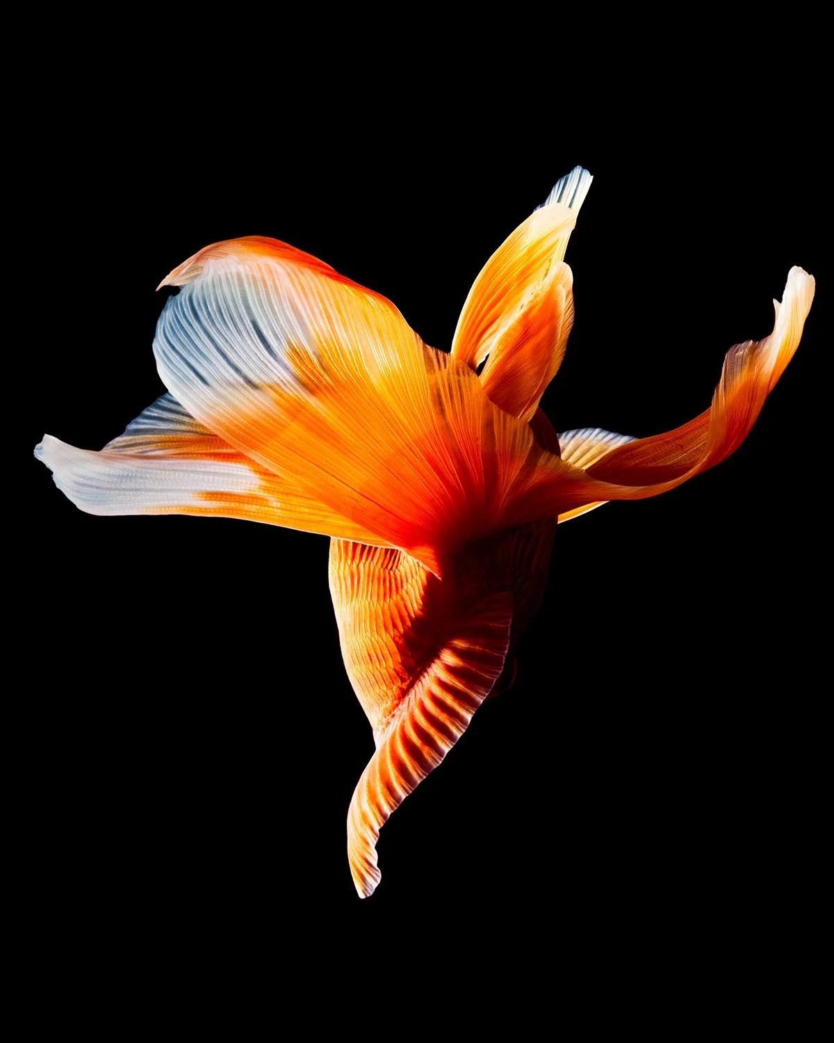 Ballerine_12x15px.jpg