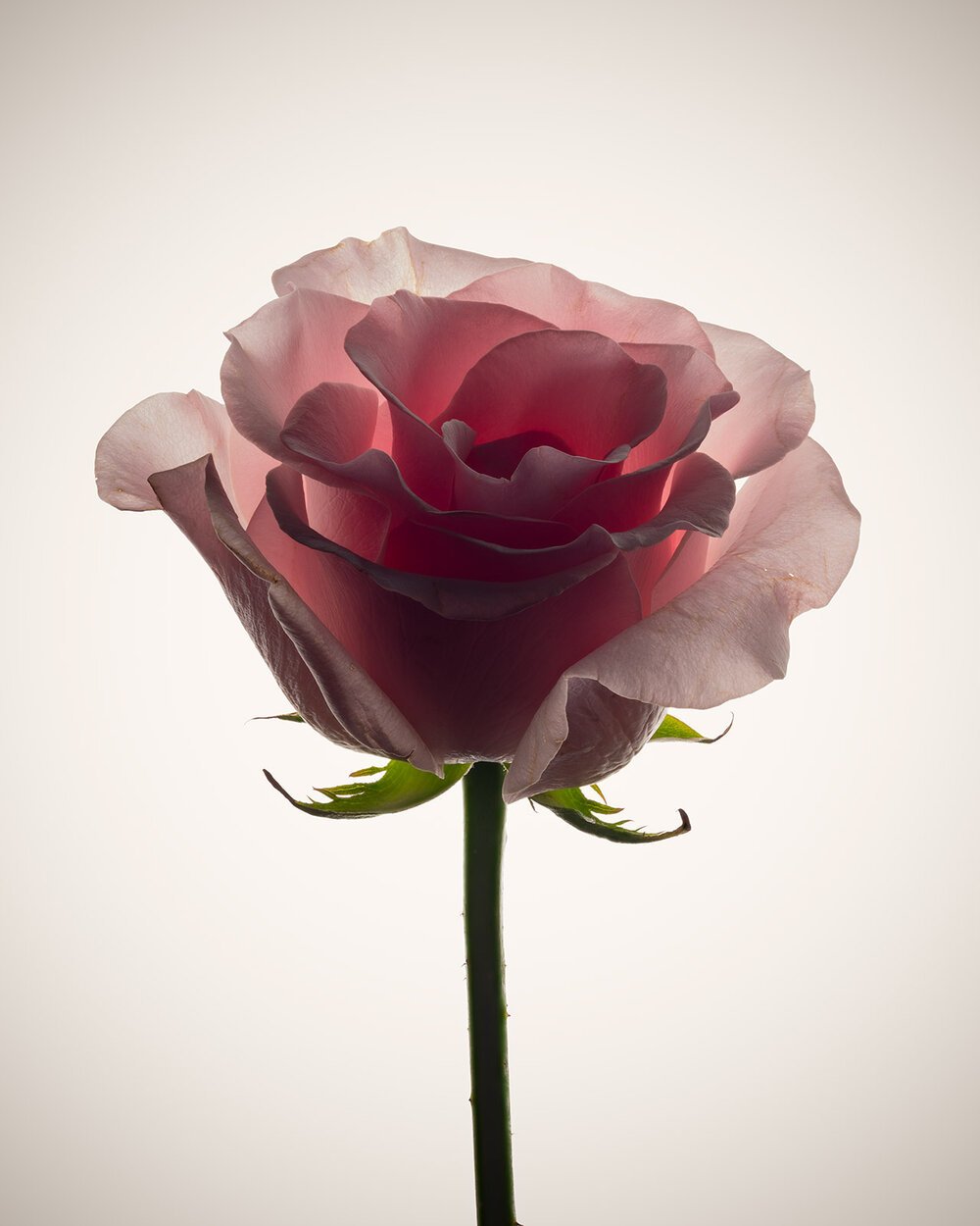Rose2-2_web.jpg
