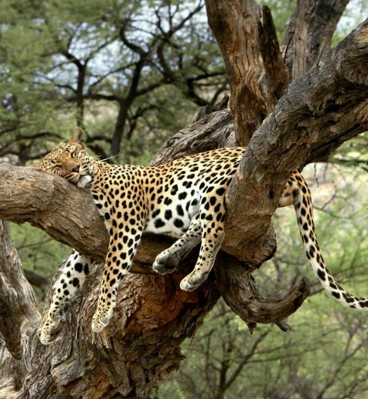 Safari on a budget?
