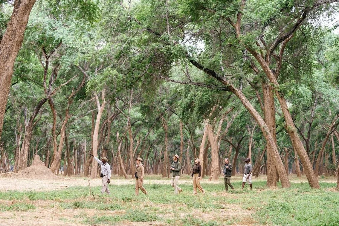 Discover Zambia:         Africa’s Best-Kept Safari Secret     