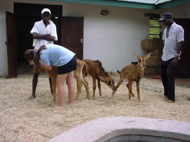 Baby Sable Feeding Time.jpg