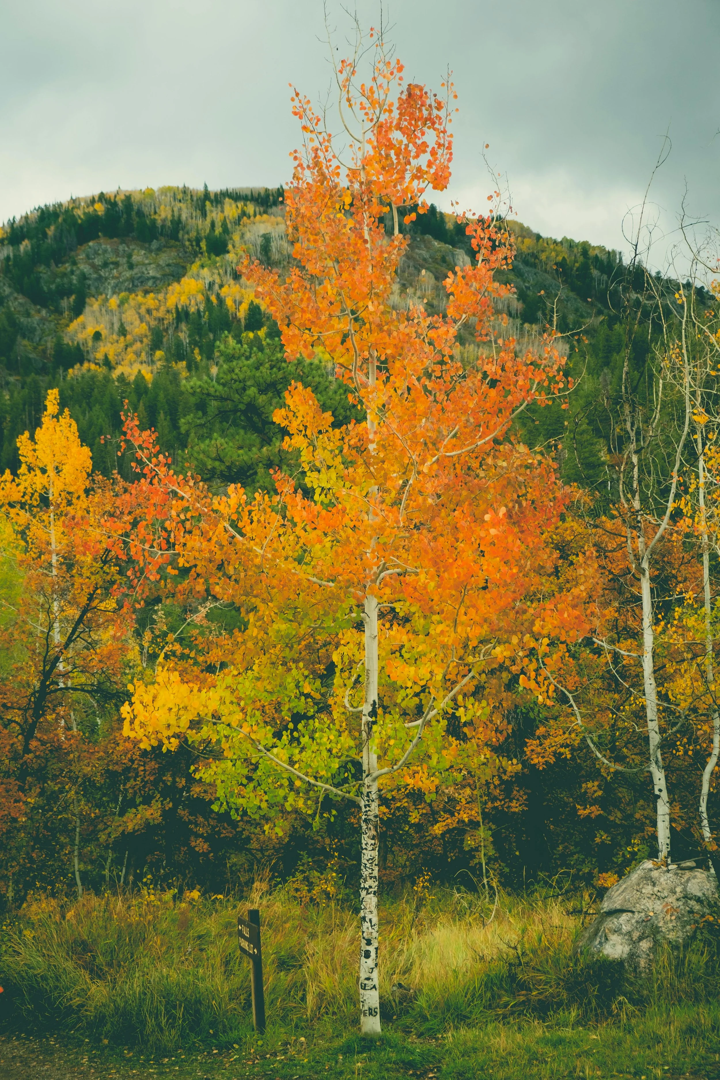 fall tree, small mtn back.jpg