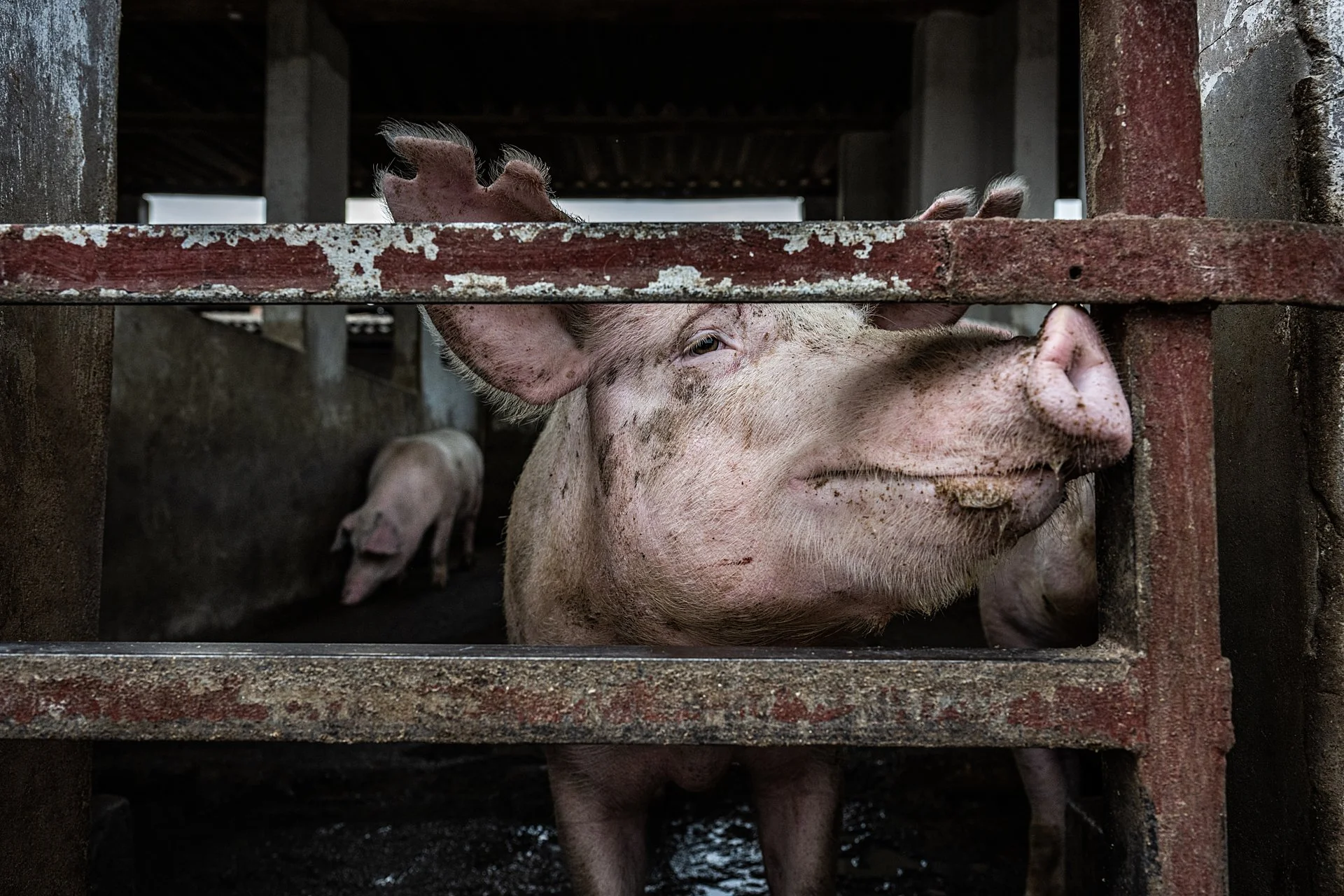 A pig with dirt and mud on its face and body looking through the bars of a pigpen. The pig is smiling, with a smaller pig visible behind it inside the pen.
