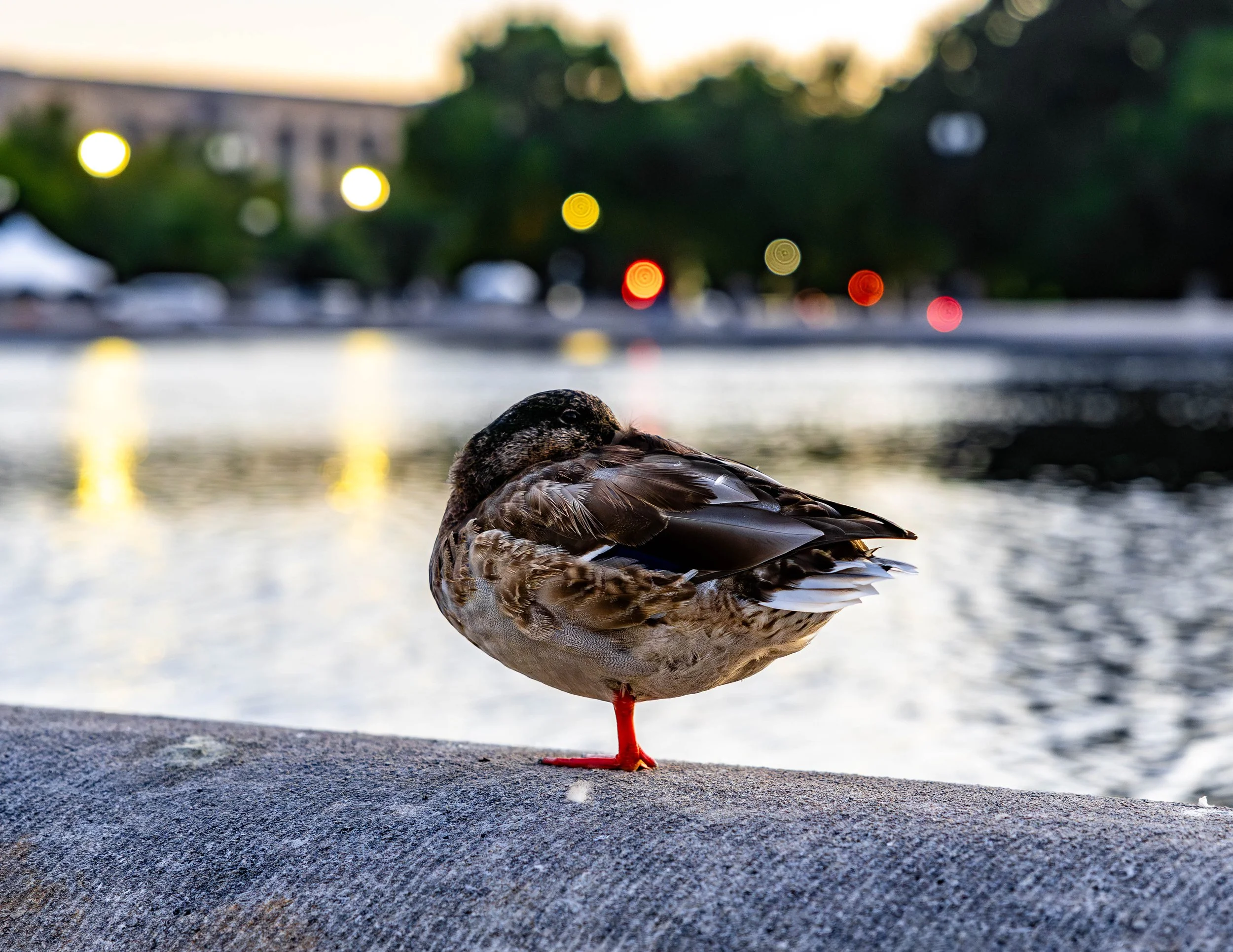 Capitol Duck no WM.jpg