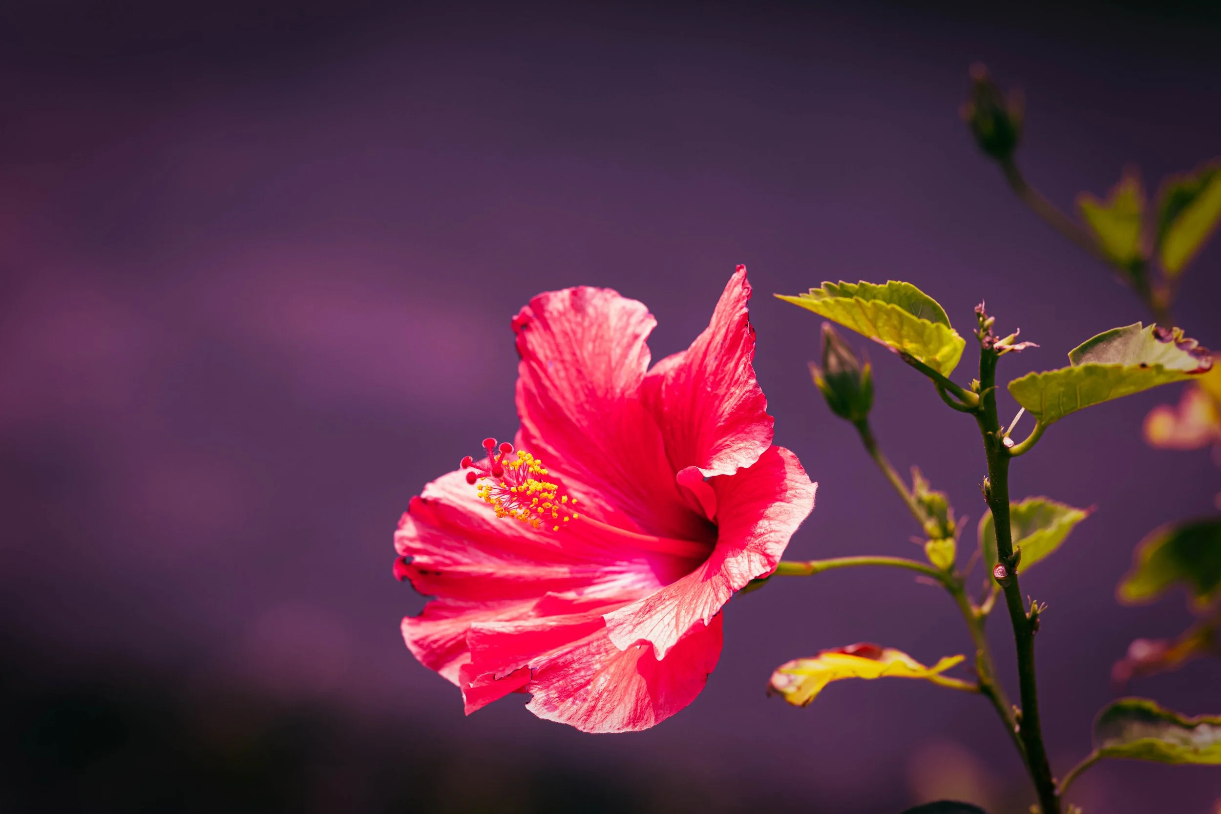 Hibiscus No WM.jpg
