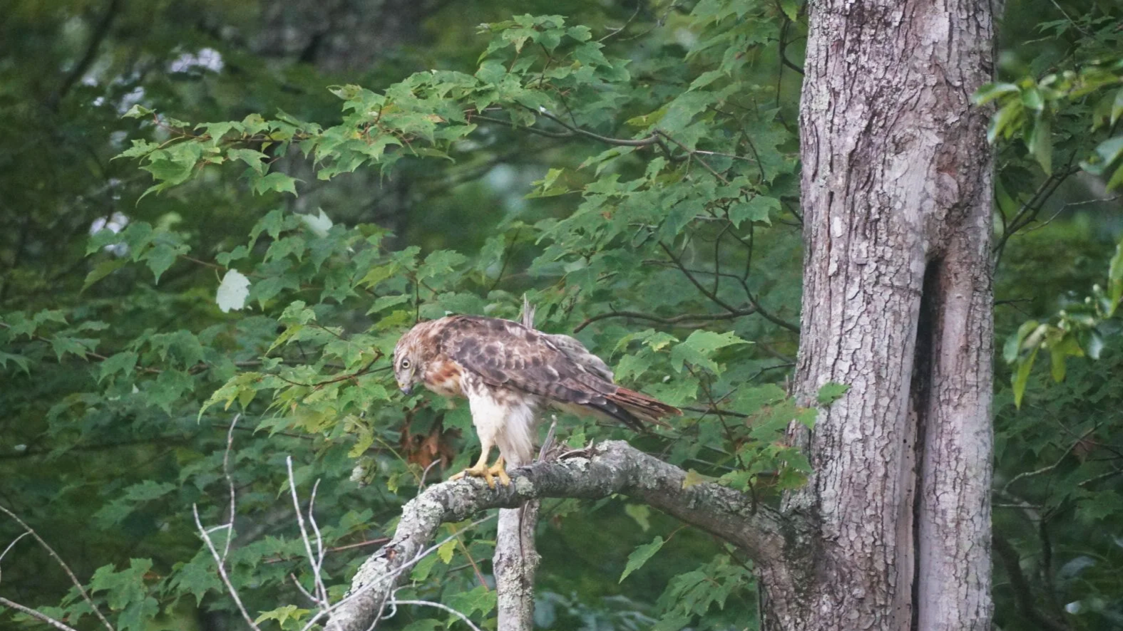A hawk perched on a branch among green leaves and a tree trunk in a forest.
