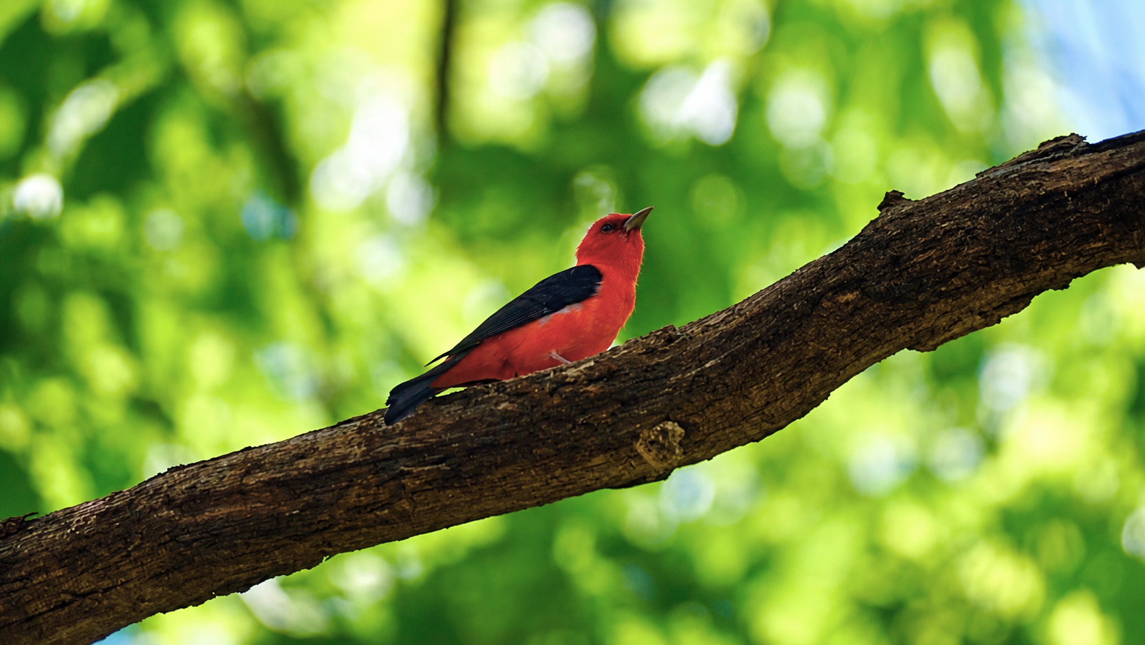 A red and black bird perched on a tree branch in a green, leafy forest.