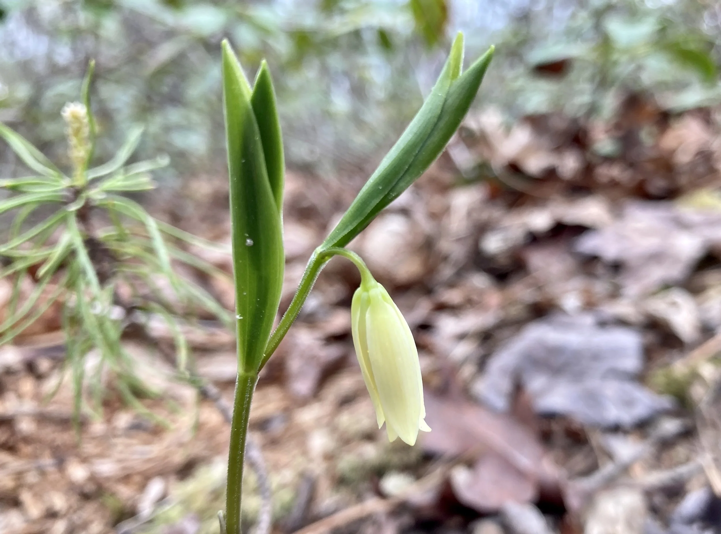 A close-up of two green, pointed plant leaves and a drooping flower bud against a blurred background of herbs and soil.