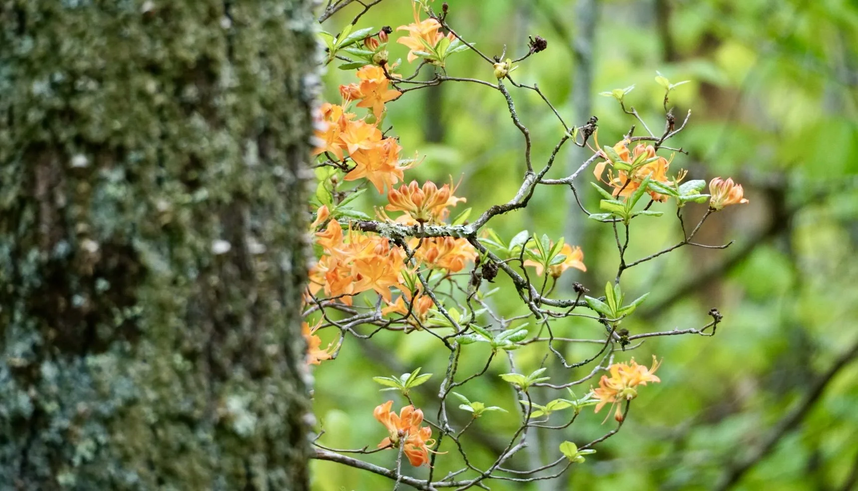 Close-up of orange flowers on a tree branch with green leaves, partially obscured by the tree trunk on the left side, in a lush green forest.