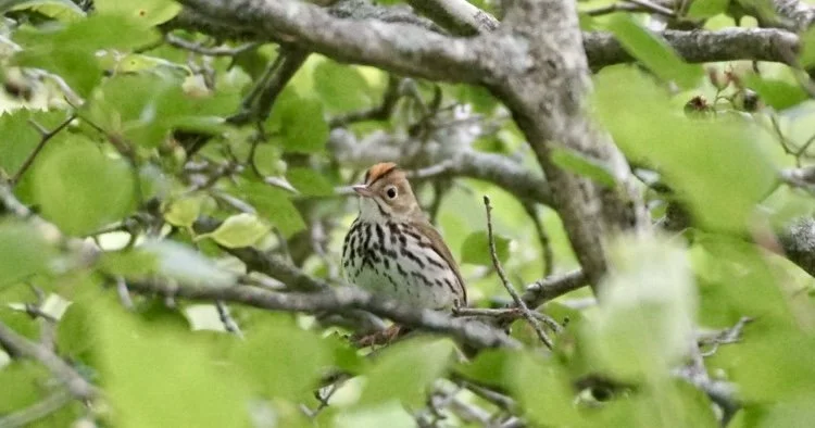 A bird with brown and white feathers perched on a branch amidst green leaves.