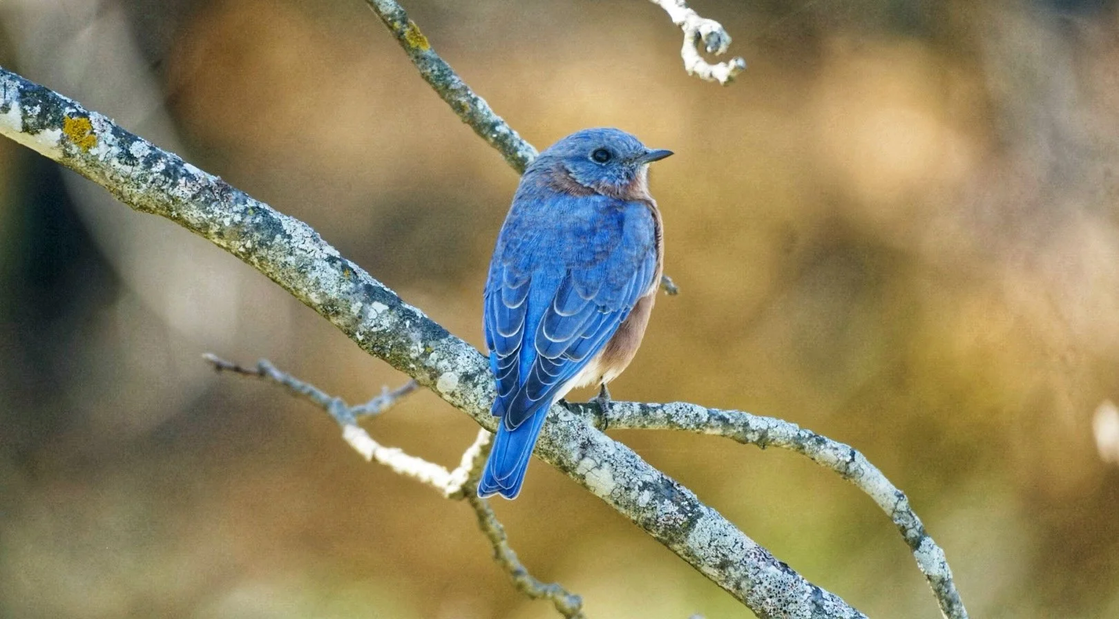 A small blue bird with brown on its face and white on its underbelly, perched on a lichen-covered branch.