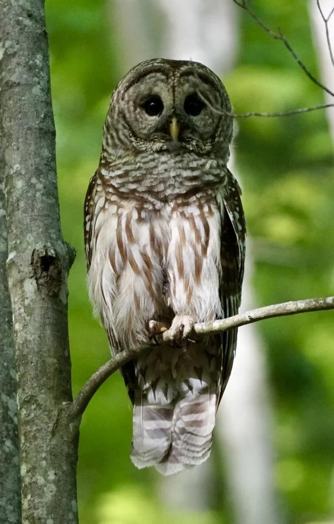 A bird with the face of an owl perched on a tree branch in a forest with green leaves in the background.