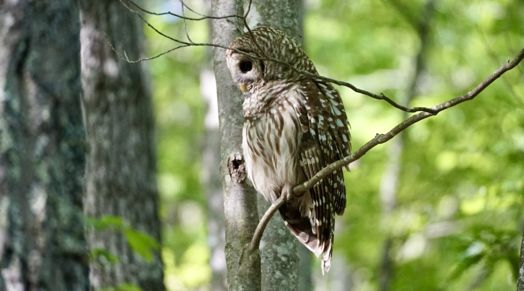 A brown and white owl perched on a thin branch in a lush green forest.