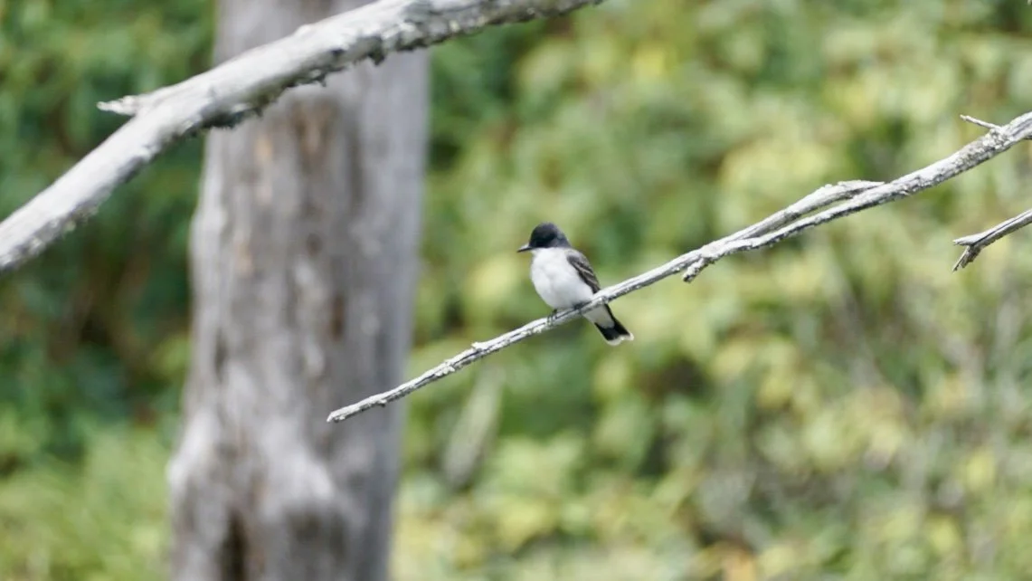 A small bird perched on a thin branch in a forested area.