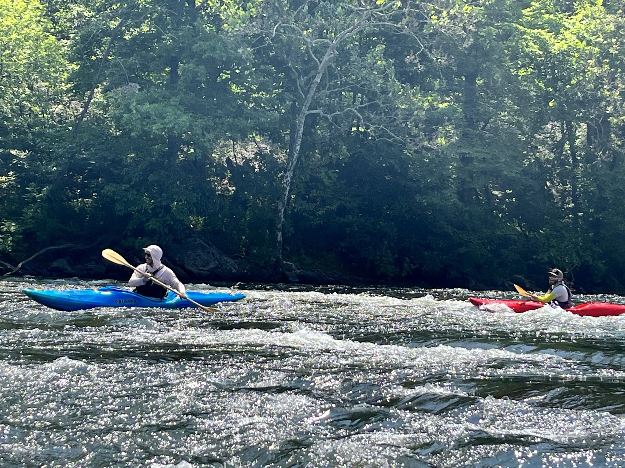 People kayaking on a river with a lush, green forest in the background.