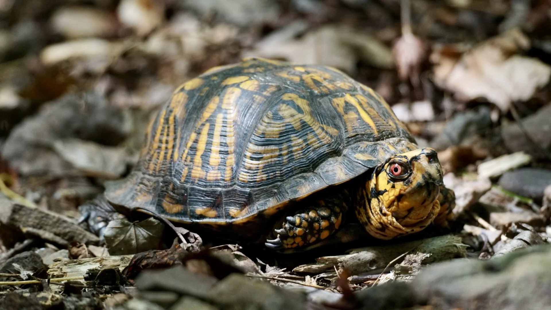 A close-up of a turtle with a dark shell with yellow markings on a forest floor covered in leaves and twigs.
