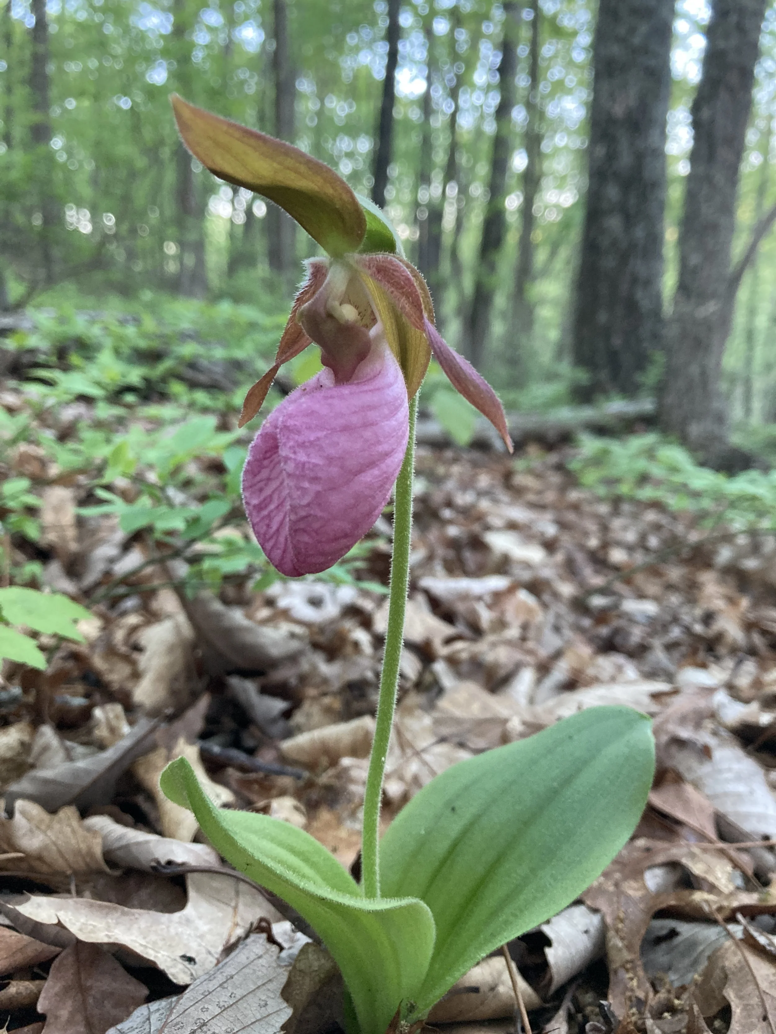 A close-up of a pink and brown orchid growing in a forest with green foliage and trees in the background.