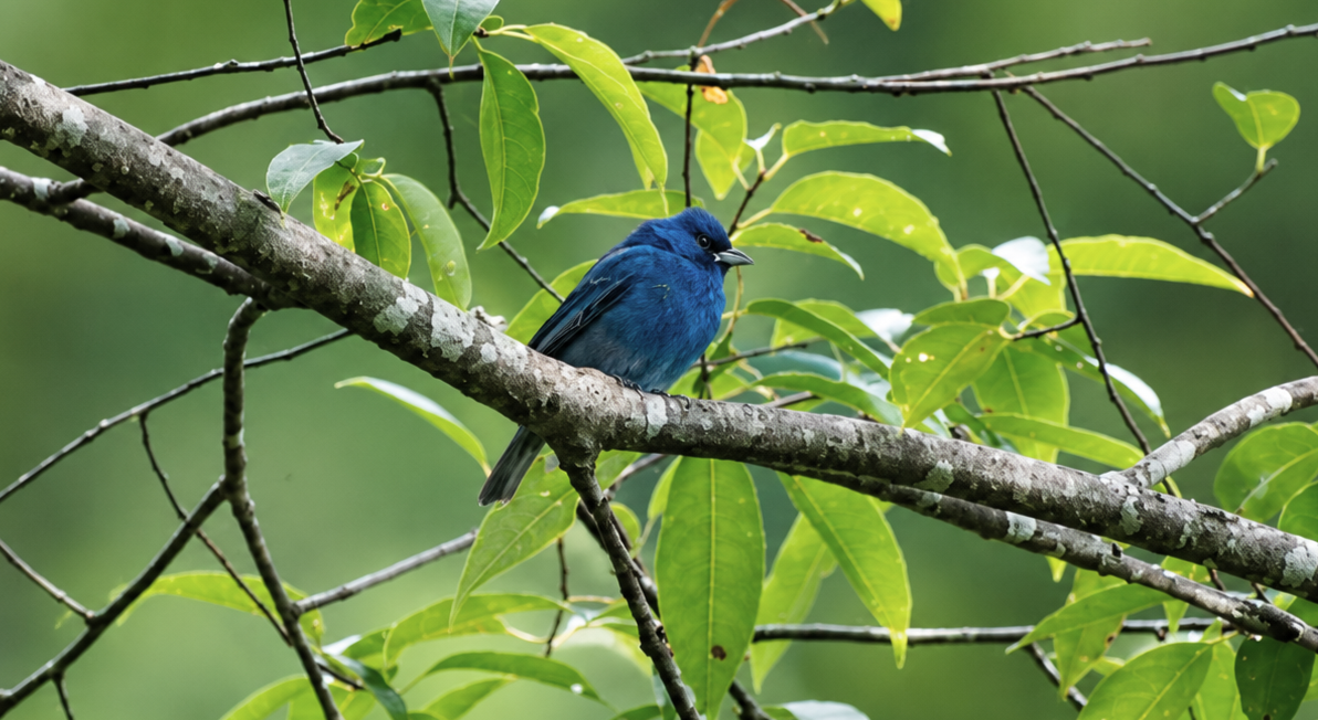 A bright blue bird perched on a tree branch amid green leaves in a lush forest.