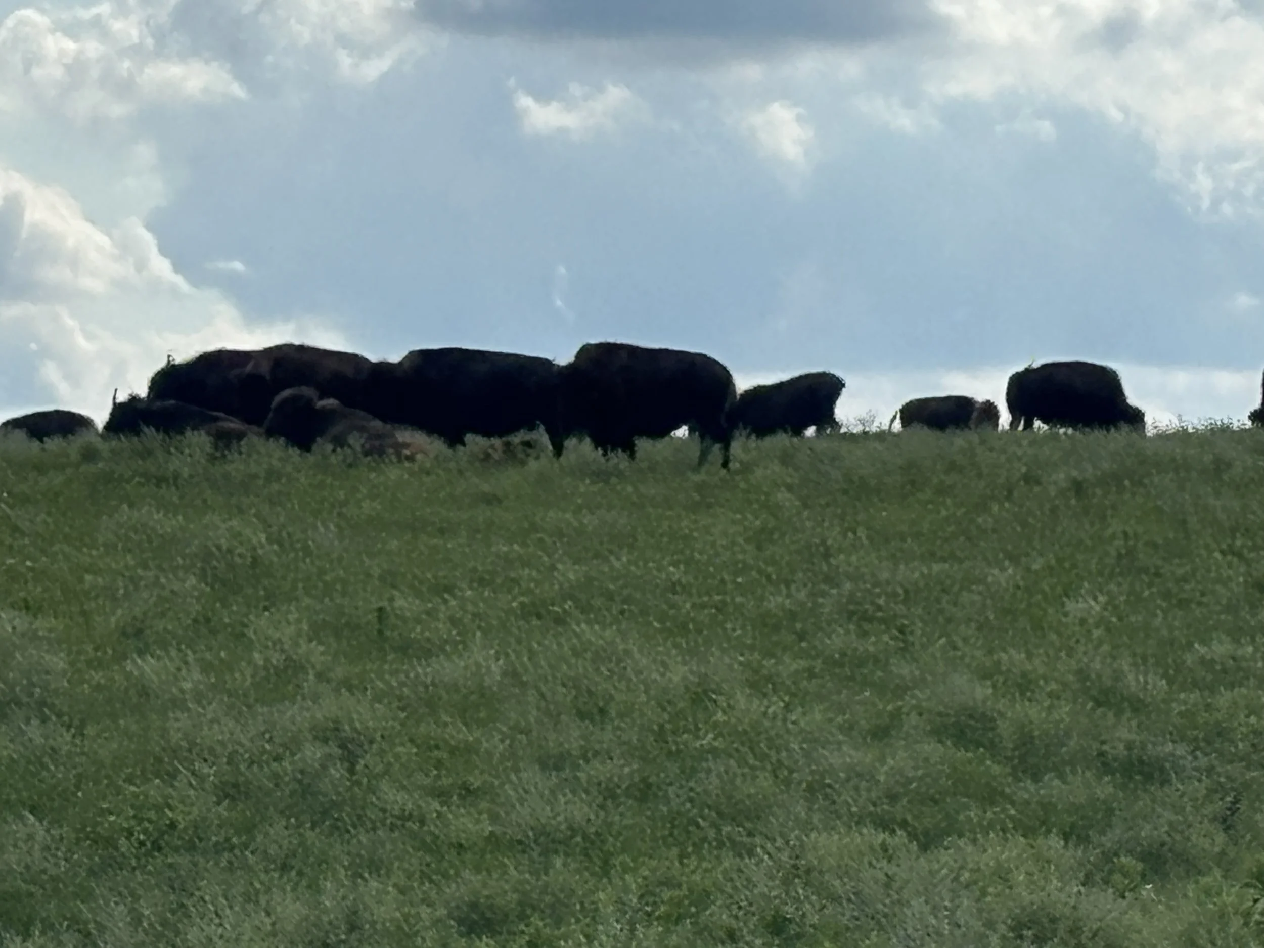 Silhouettes of bison grazing on a grassy hill against a cloudy sky.