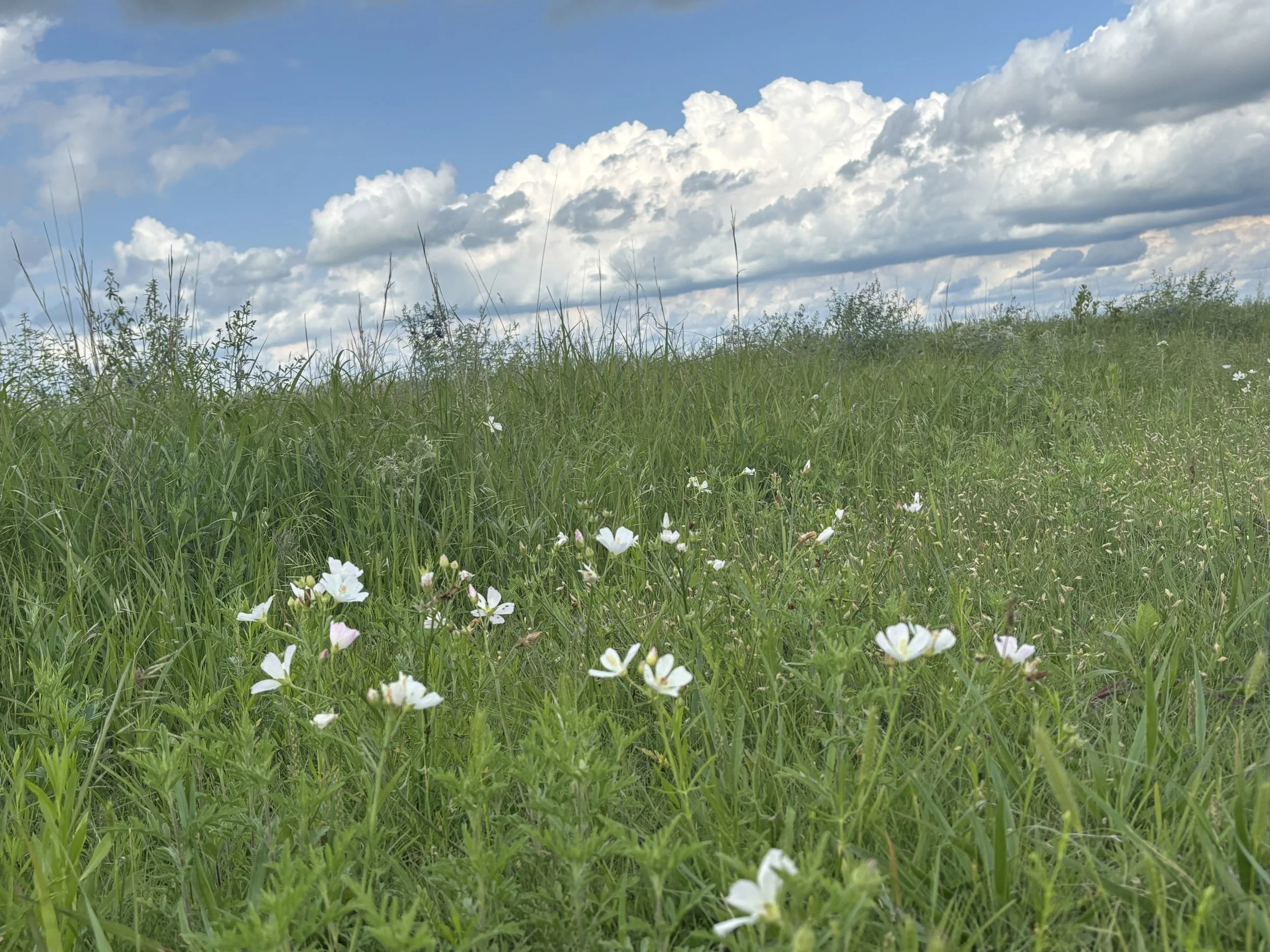 A grassy hillside with wildflowers under a partly cloudy sky.
