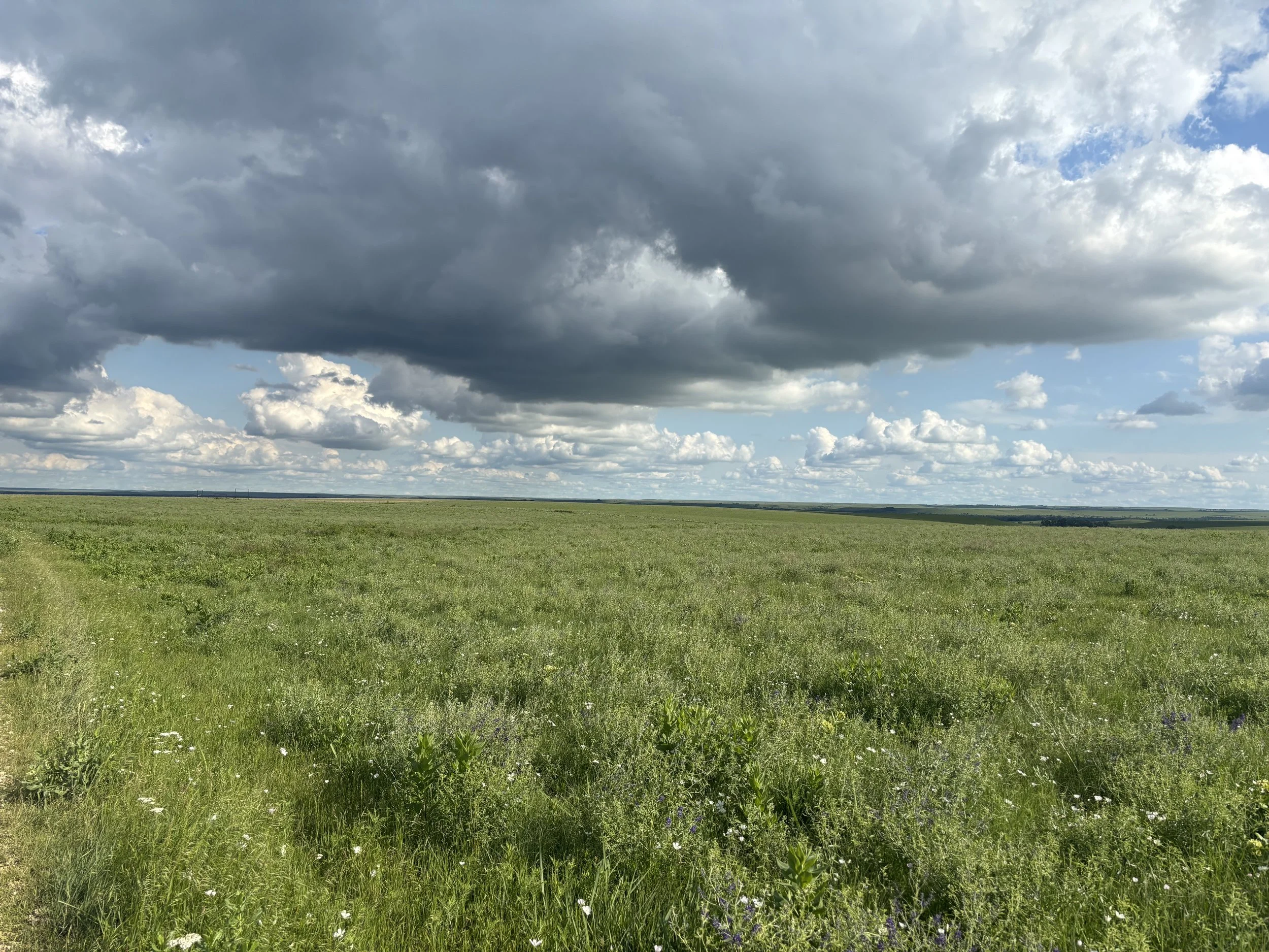 Wide open grassy field under a partly cloudy sky with dark storm clouds overhead.