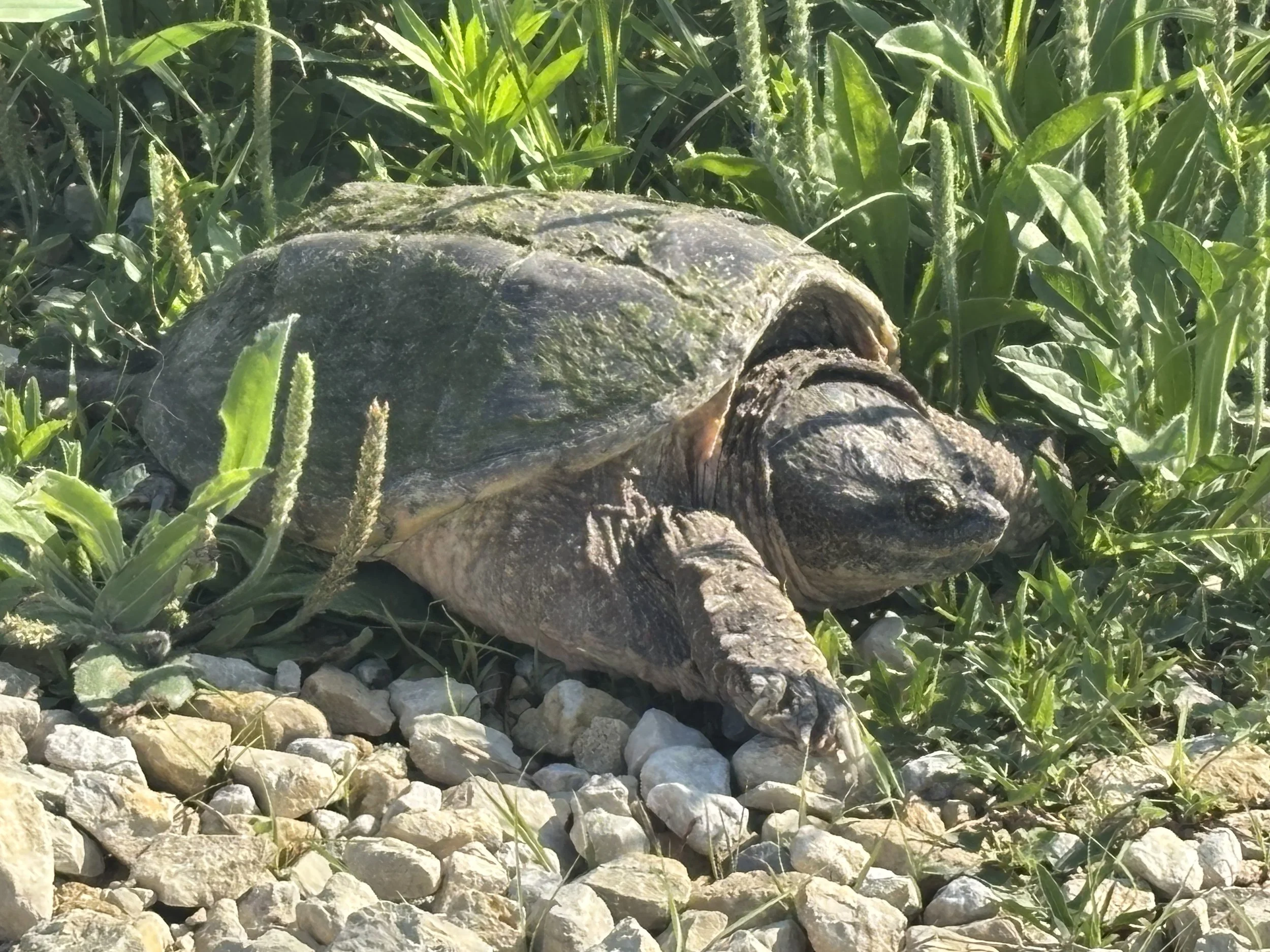 A large turtle with a rugged shell resting on pebbles and surrounded by green plants.