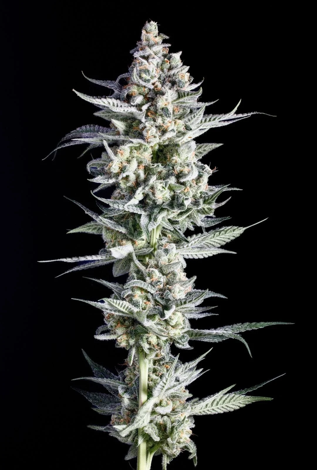 Tap Root Fields Zkittlez 3.0 by Terp Hogz (The Original Z 3.0)