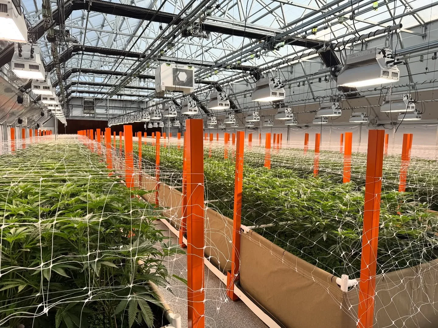 Another beautiful day in our greenhouse 💚 At week 2 of flower, our cannabis plants are in their stretch phase, growing rapidly as they prepare to produce buds. You can see the energy shift as they focus on stacking sites for flowers. #week2offlower