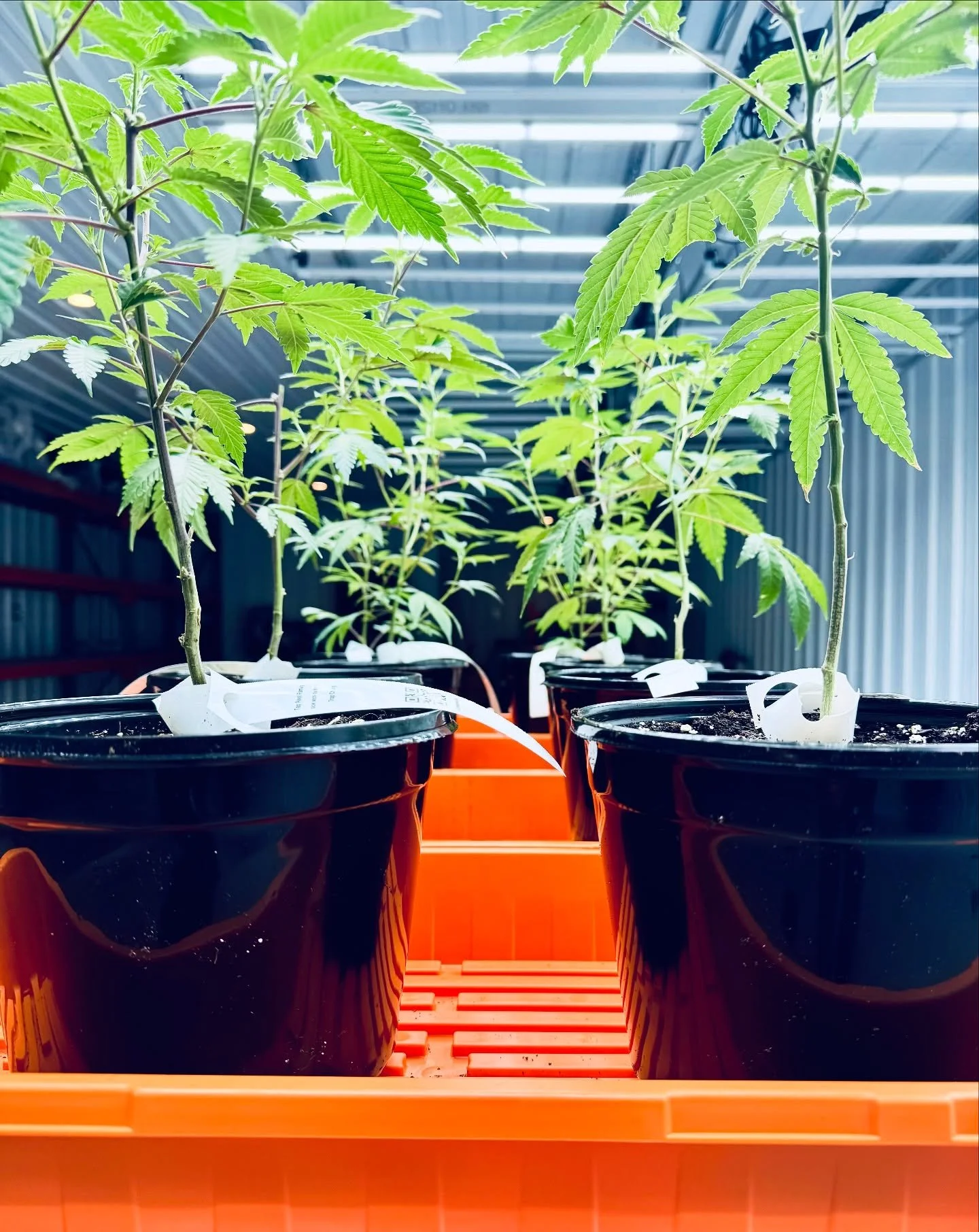 More moms on deck 🌱 These mother plants will supply the future clones that keep our grow thriving. 

This was their final day in 3-gallon pots before they were moved to 10-gallon pots with much brighter lights, giving them plenty of room to stretch 