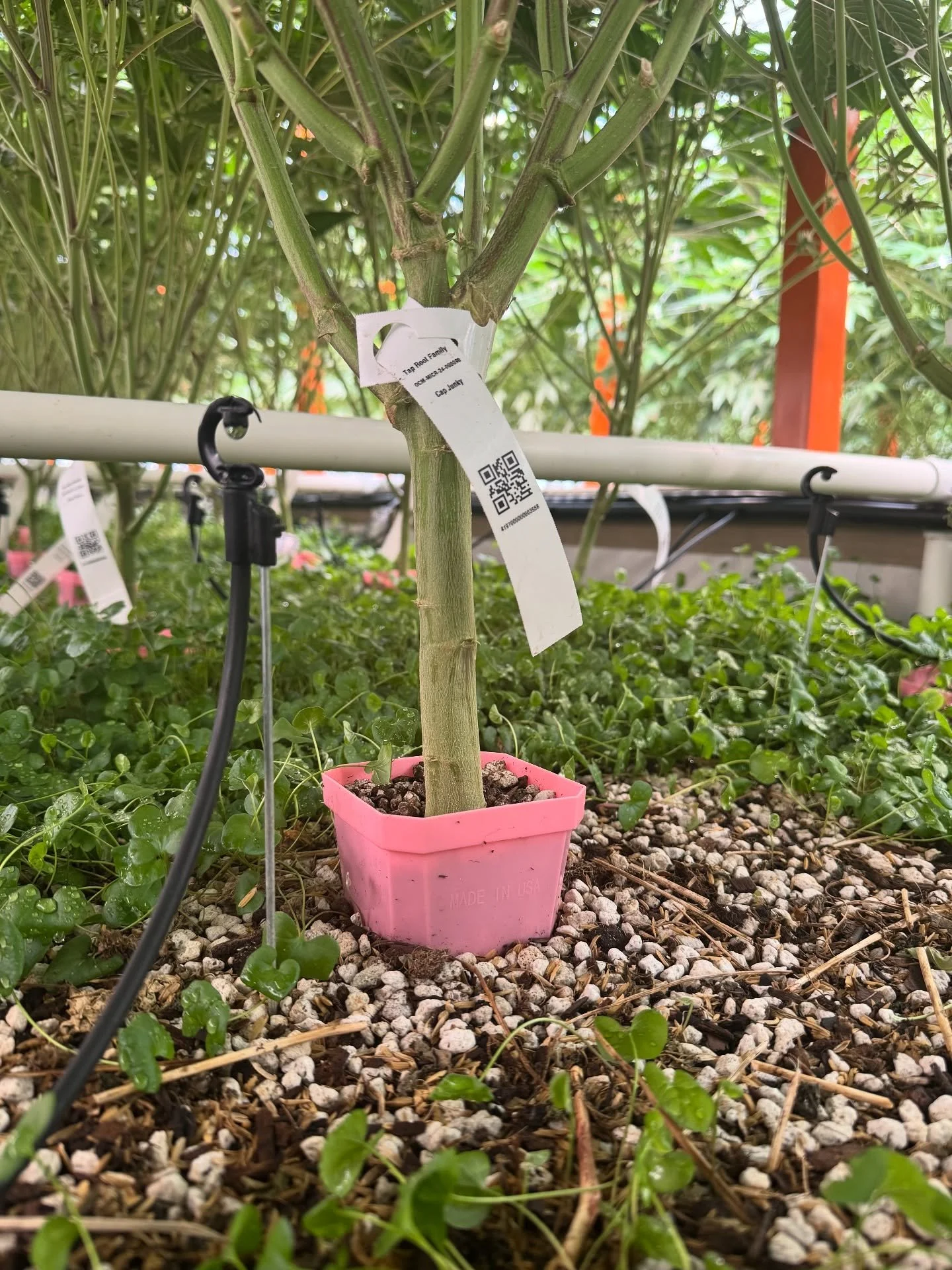 Check out Cap Junky&rsquo;s stalk&mdash; 2&ndash;3 inches thick in week 4 of flower. This cross by Seed Junky &amp; Capulator is a vigor monster of a plant that we&rsquo;ve unleashed in our garden. Can&rsquo;t wait to show more updates on this one al