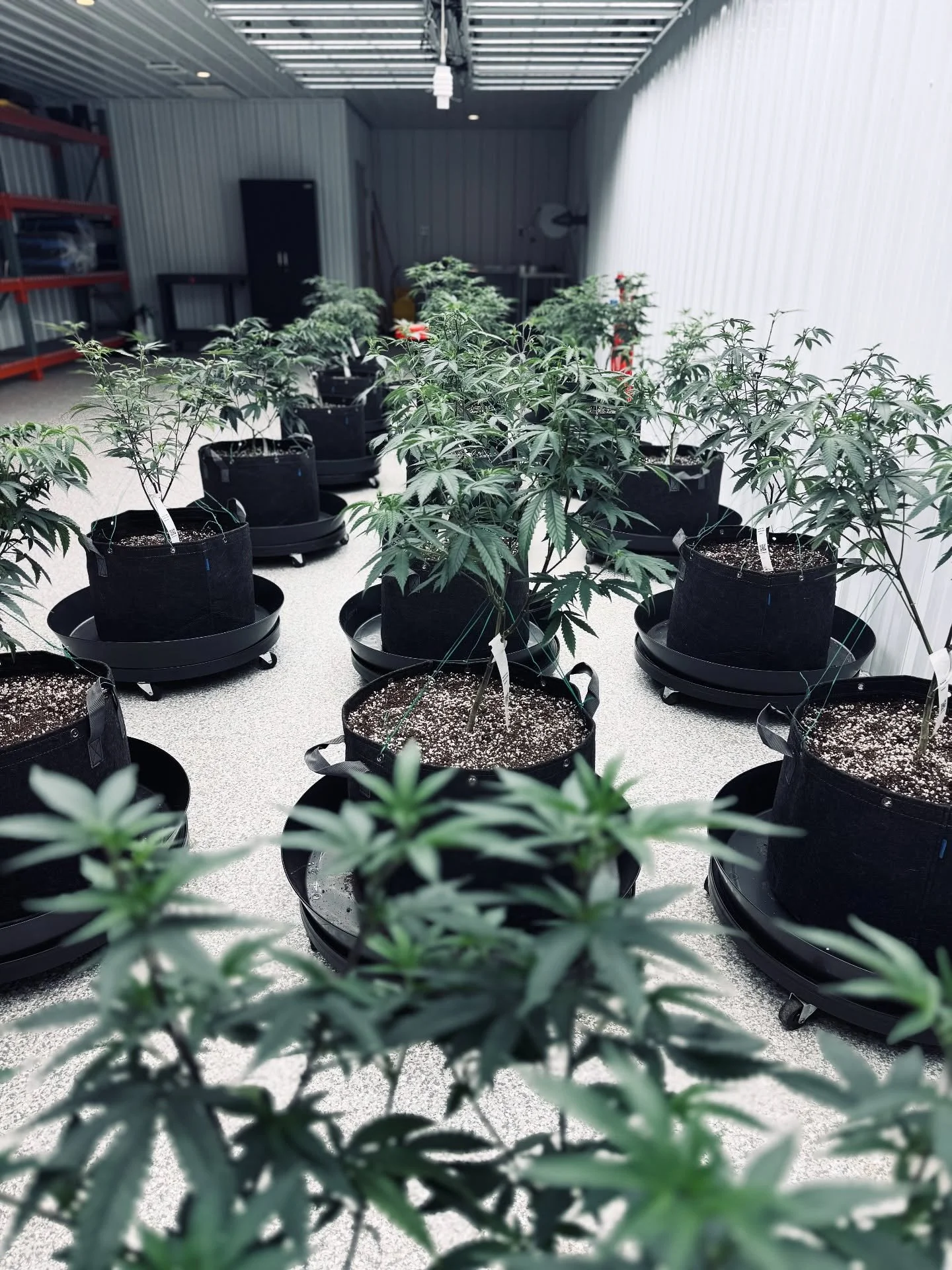 A look inside our mother plant facility 🌱 These moms are carefully uprooted, skirted, and trained to provide healthy clone sites, the brighter green areas you see here in the second photo. By keeping mother plants in the vegetative stage, we&rsquo;r