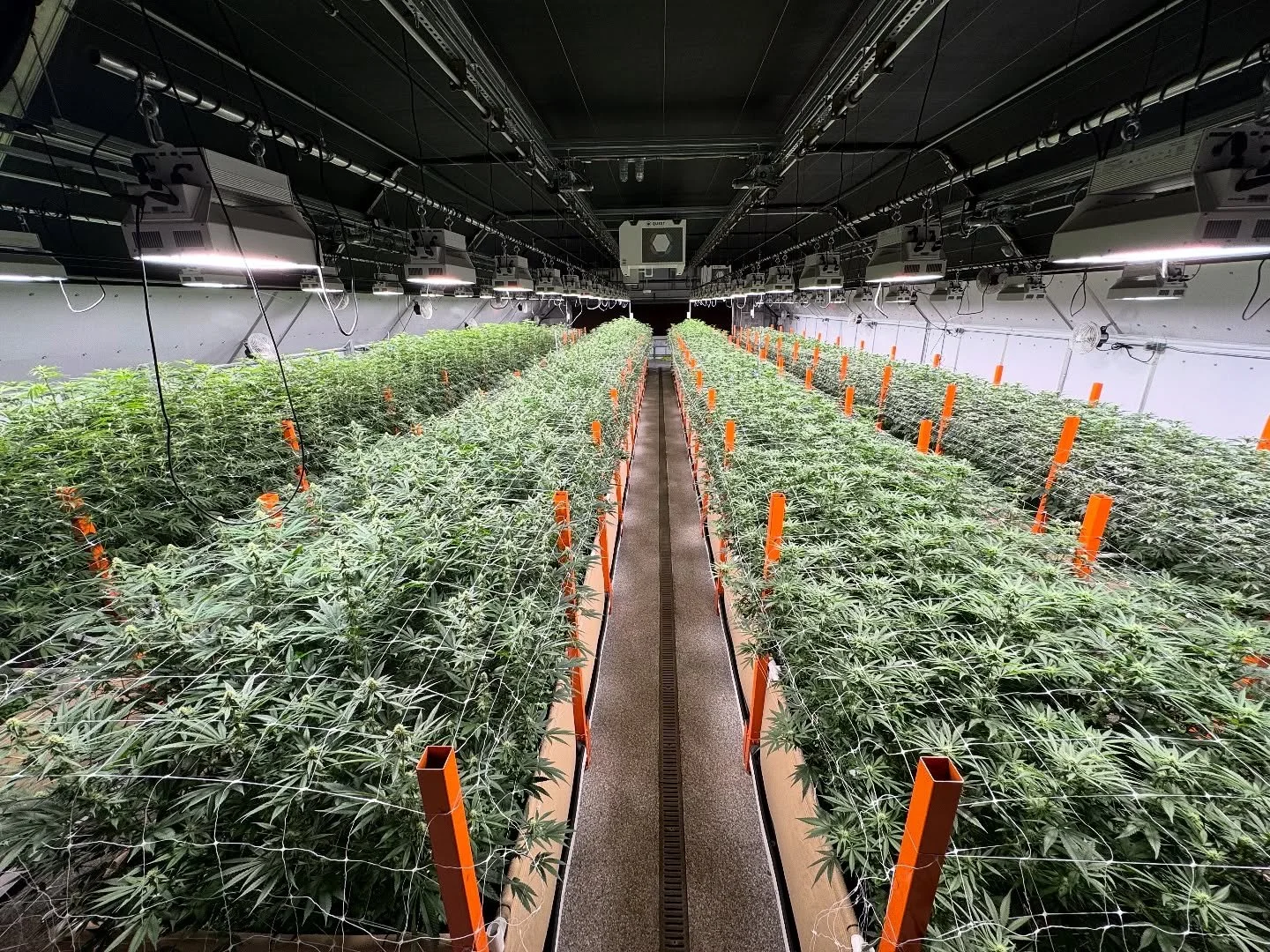 By growing in living soil, we cut down on single use plastics and streamline our operations through biomimicry, mimicking how nature sustains itself ♻️ 

This science-based approach recreates a thriving ecosystem indoors, where microbes and organic m