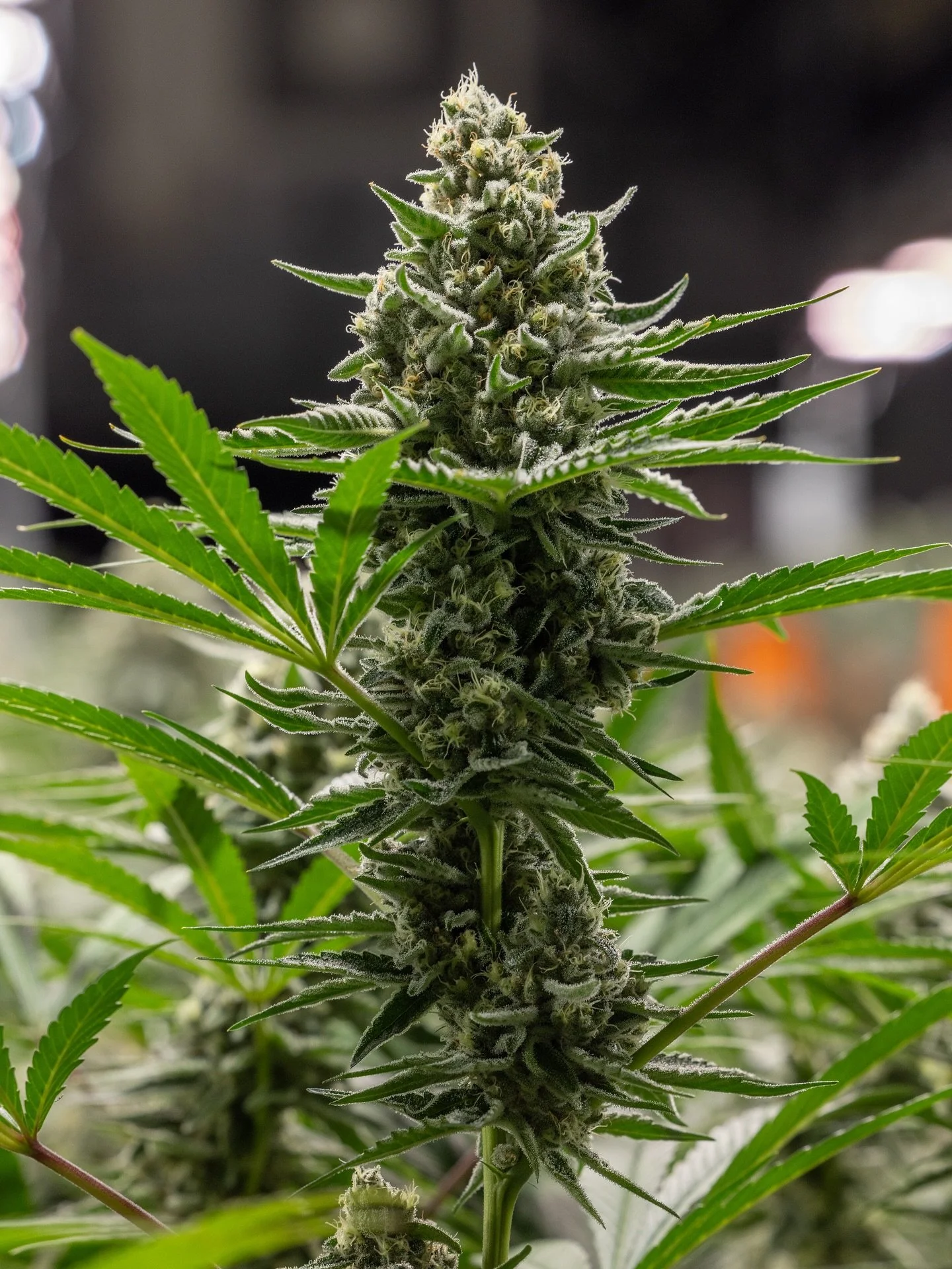 Did you know? Terpenes, the aromatic compounds that give cannabis its distinct scent, do far more than create flavor. They play a key role in shaping the experience of each strain, influencing how it feels, smells, and connects with your senses.

Ter