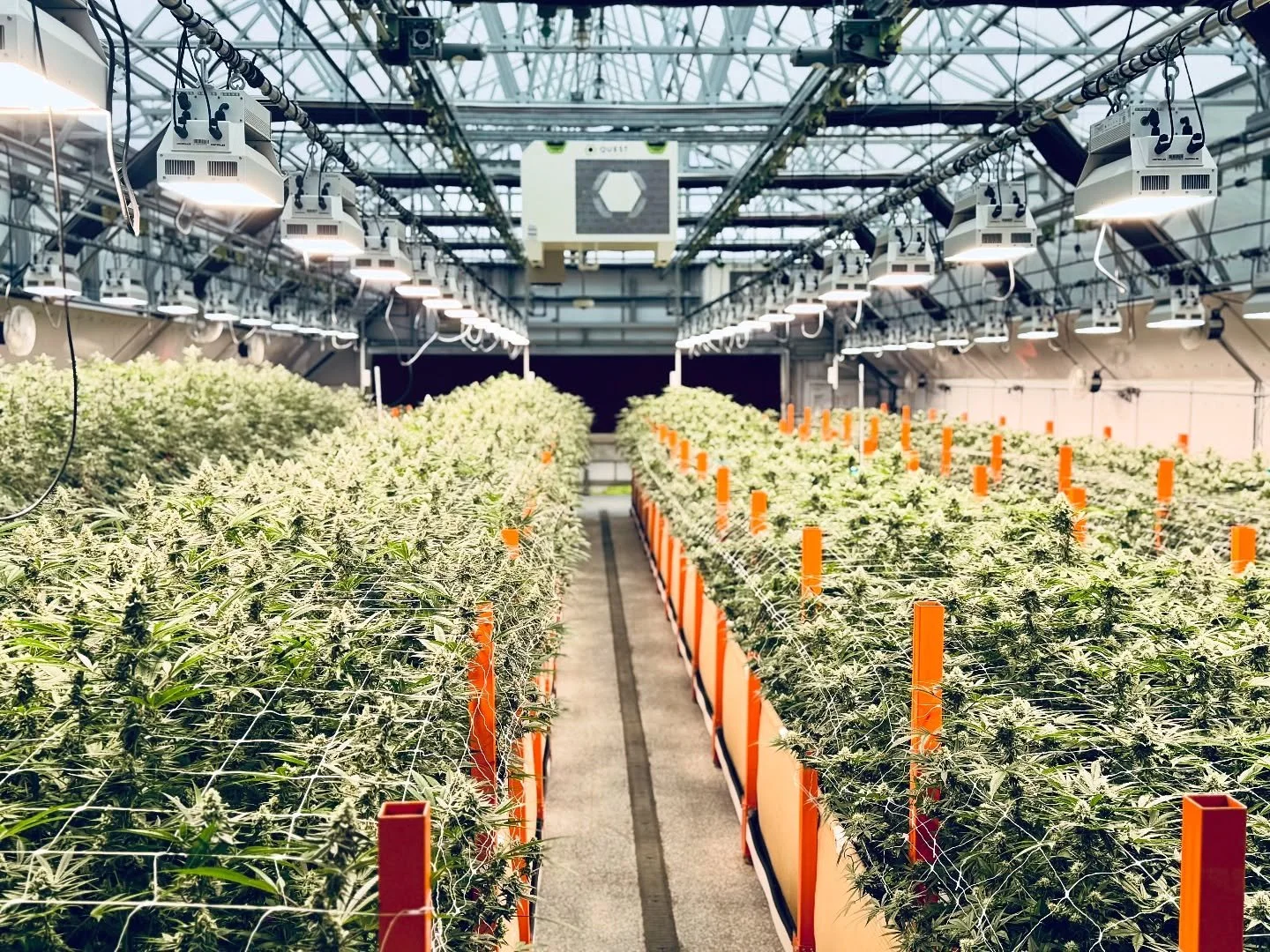 Closing week 5 in the grow, terpene profiles are starting to&nbsp;develop and ripen. As flower stacks the strains start to shine to their individual strengths. Cant wait to get this round out to our community!