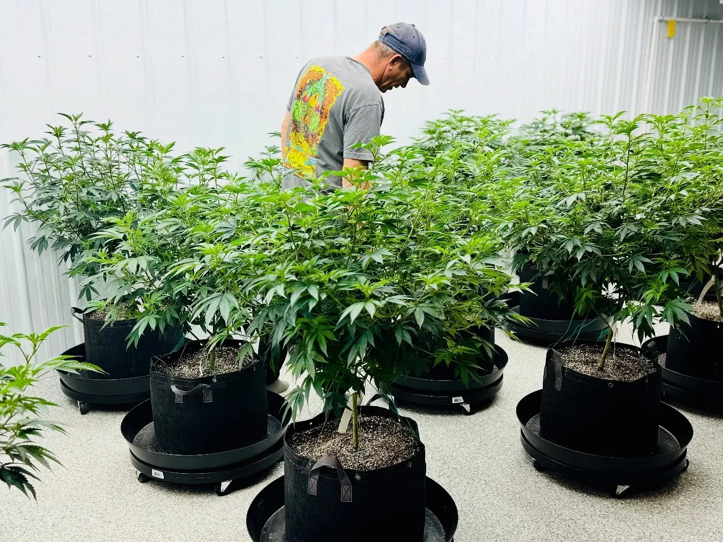Brian inspecting our mother canopy, making sure each plant is shaped and cared for to promote strong, consistent growth. Cleanliness and individual attention are key. A well-maintained environment keeps our mothers thriving and ready for future produ