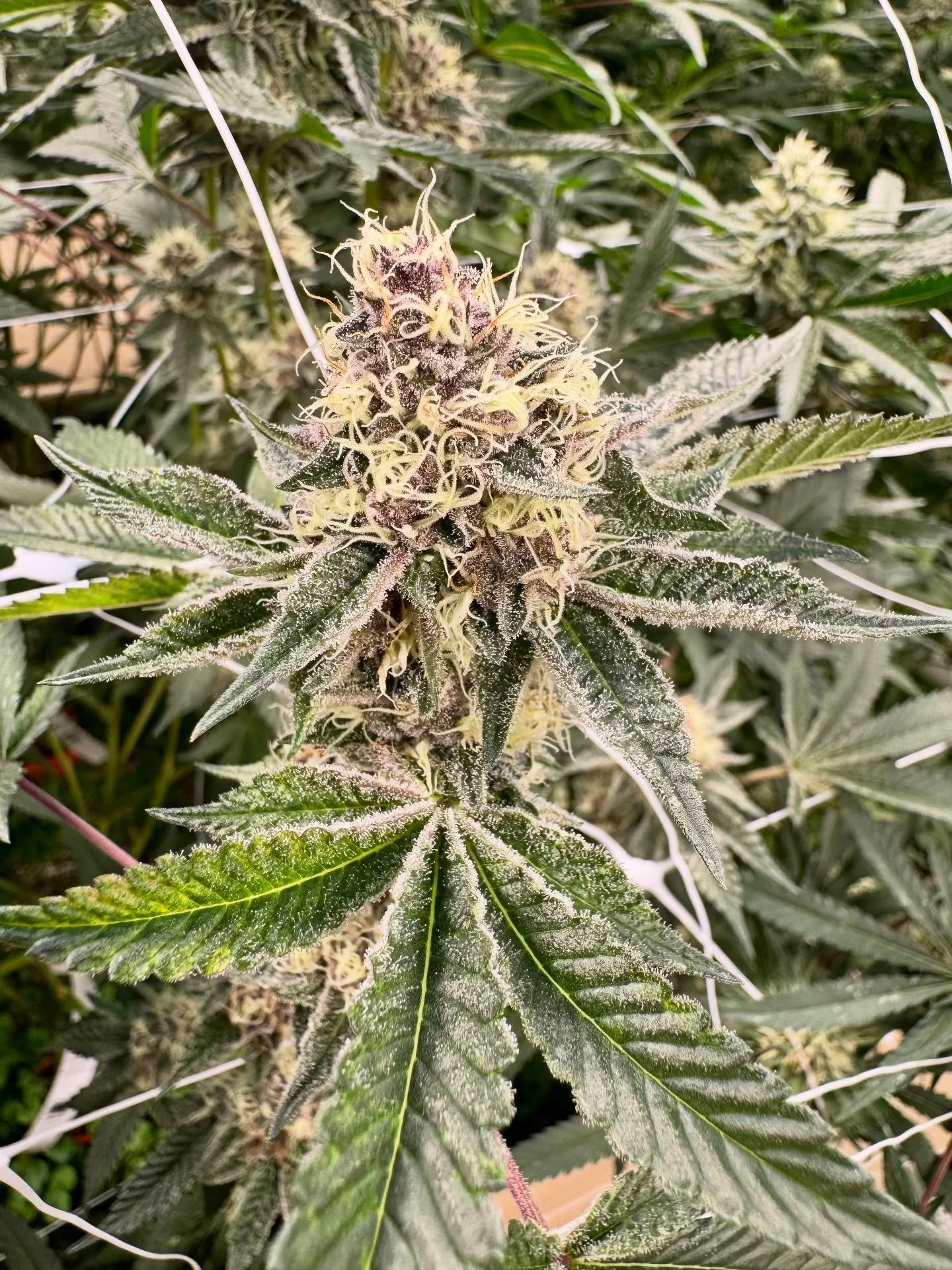 We&rsquo;re in week 6 checking out our Trop Cherry, a cross of Tropicana Cookies and Cherry Cookies strains. It&rsquo;s starting to develop that signature &ldquo;cherry&rdquo; color it&rsquo;s so well known for. Excited to share more updates as she c