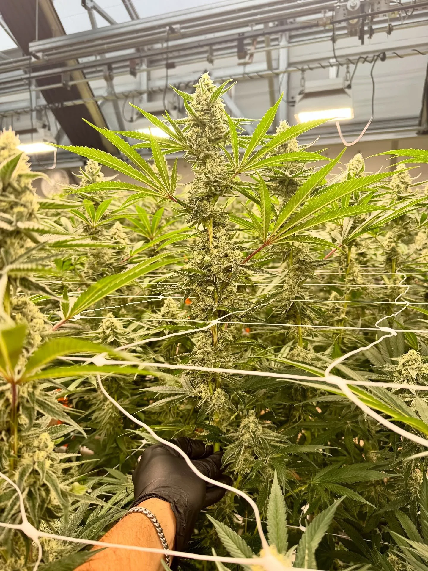 Super Boof performing as planned. Heavy stacking, thick terpenes, and beautiful trichome production. A true legend in our industry.

Have you tried our Super Boof yet? We would love to hear your feedback!