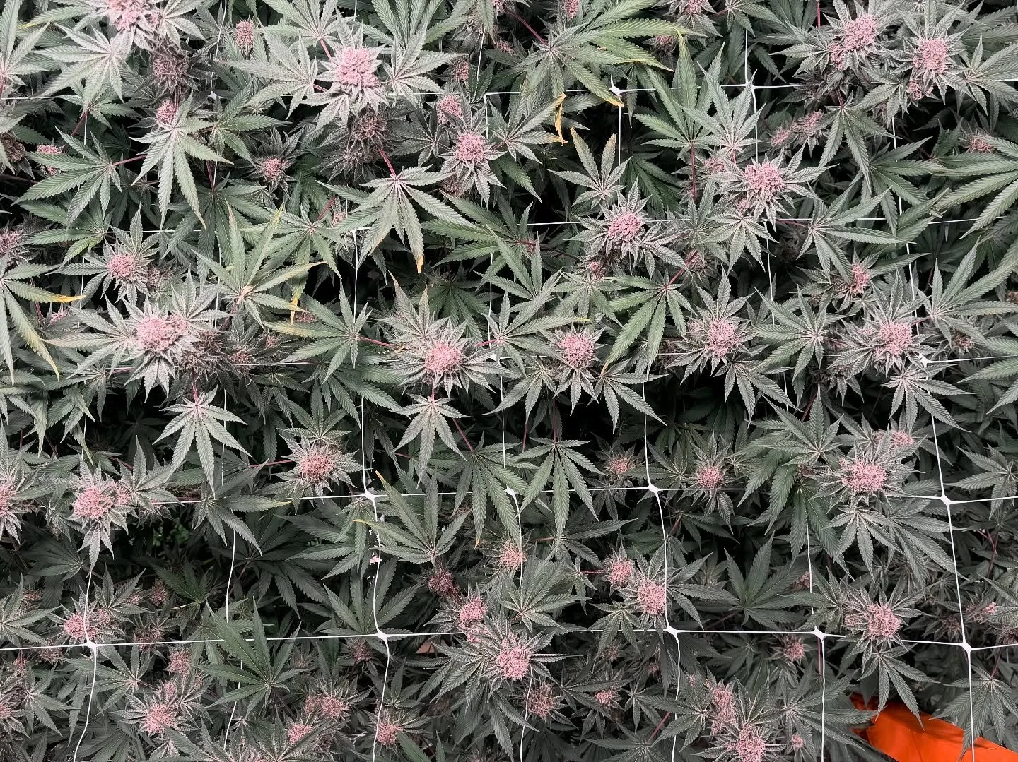 Trop Cherry showing her true colors 🍒 with bright tangerine and cherry notes, an uplifting high, and award-winning genetics, this cultivar continues to shine. We&rsquo;re excited to see her finish strong!

Stay tuned as we go through harvest!