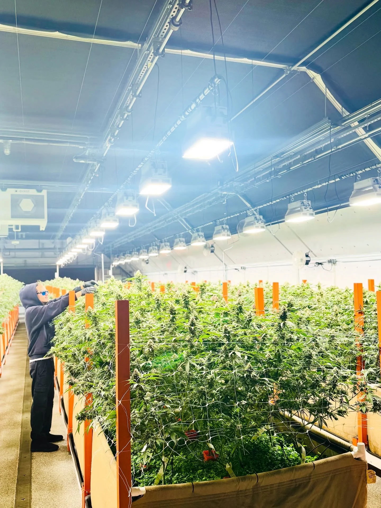 Flavio and Brian tightening up the canopy before we head into harvest, making sure everything&rsquo;s dialed in and all the ladies are healthy rolling into week 8 🌿✨