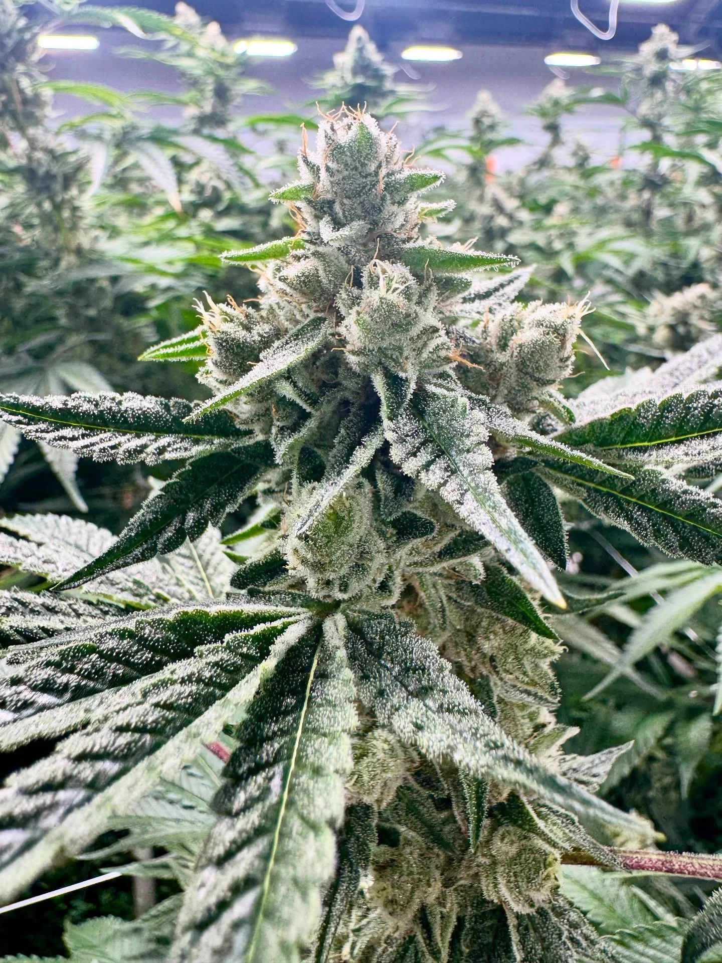 Check out the trichomes on this GG4 (Gorilla Glue #4) 👀🌿Known for its sticky resin and heavy-hitting reputation, this strain showcases how trichomes help define both potency and flavor. These tiny, glistening structures are responsible for producin