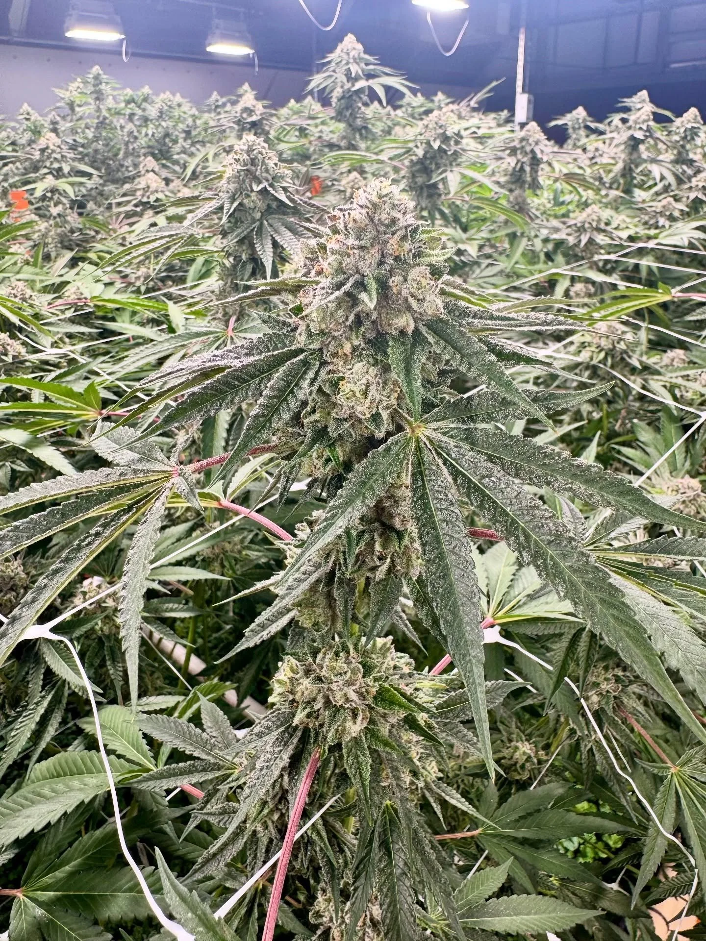 Jokerz 31 is a bold cross of White Runtz and Jet Fuel Gelato, it stands out with its candy gas aroma and creamy doughy sweetness. Layers of fuel, fruit, and dessert-like undertones come together in a rich, balanced flavor profile. Its dense trichomes