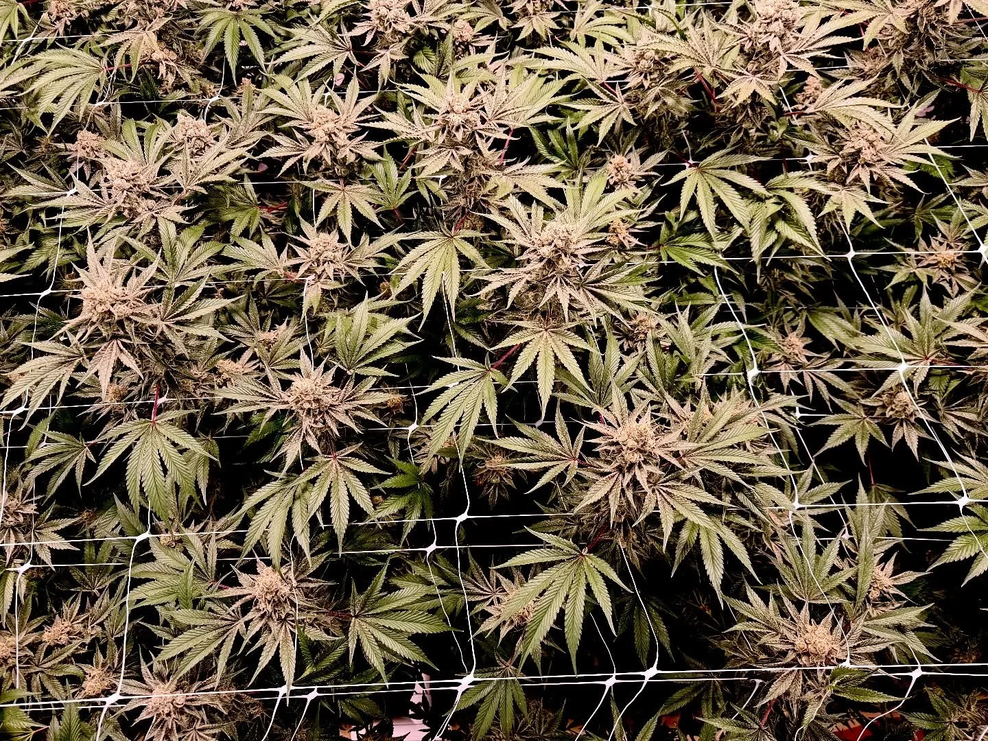 Grapes and Cream is the first to come down! This balanced hybrid strain created through crossing Grape Pie x Cookies and Cream has a sweet and creamy sugary vanilla flavor that&rsquo;s accented by sweet and sugary fruits 🍇 💨 

This washer strain is