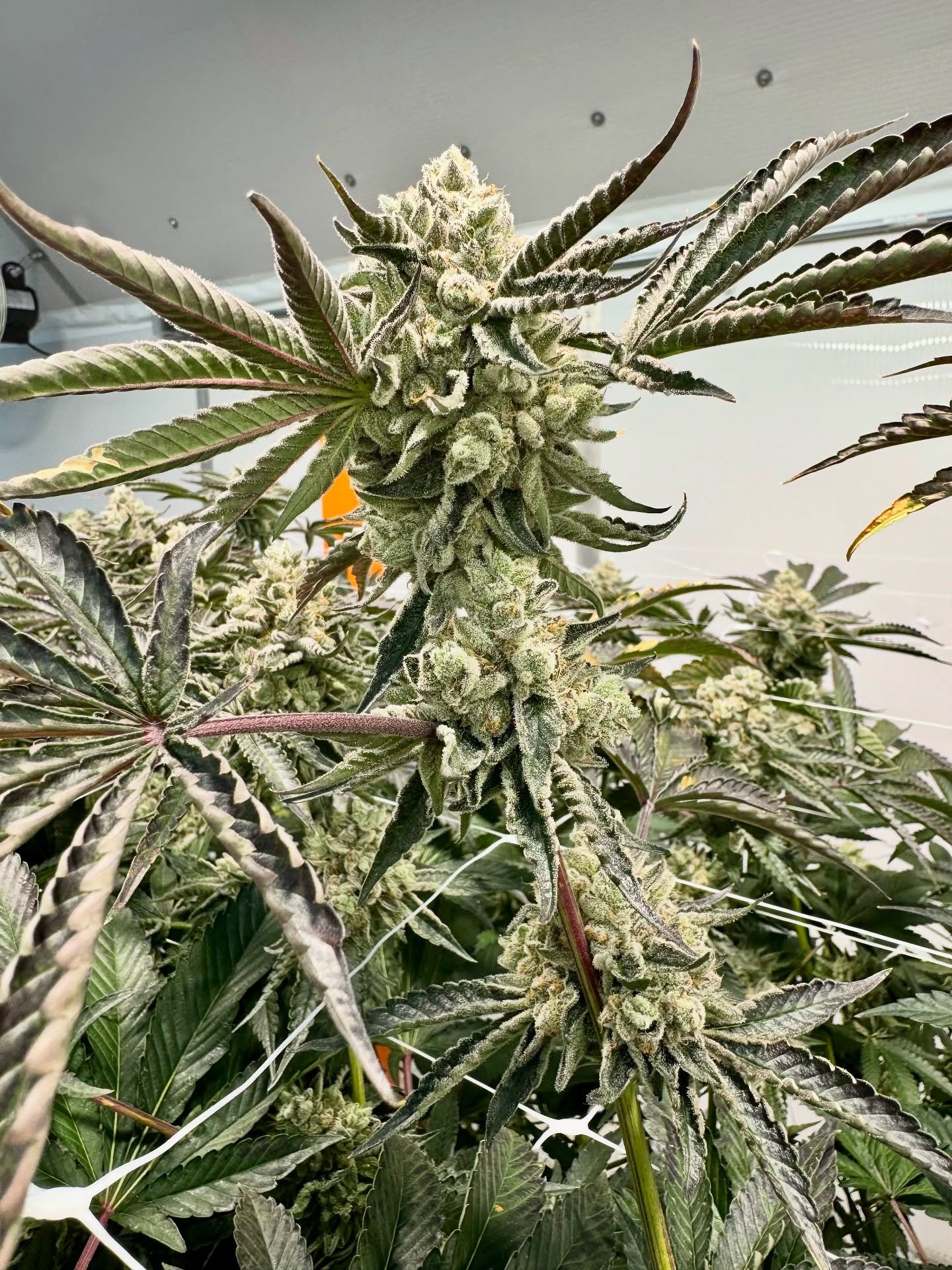 Rainbow Zangria is as vibrant as its name suggests. 🌈 This balanced hybrid, born from Rainbow Sherbet and Zangria, delivers a tropical burst of pineapple, mango, and black cherry with hints of spice and citrus. Its dense forest green and purple buds